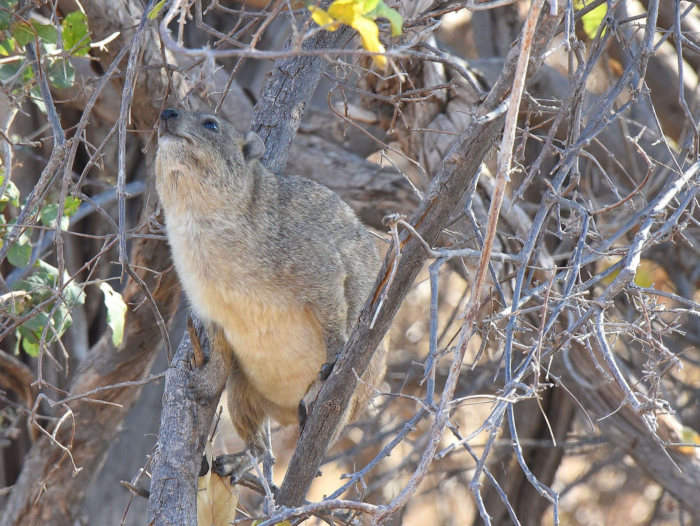 The Dassie