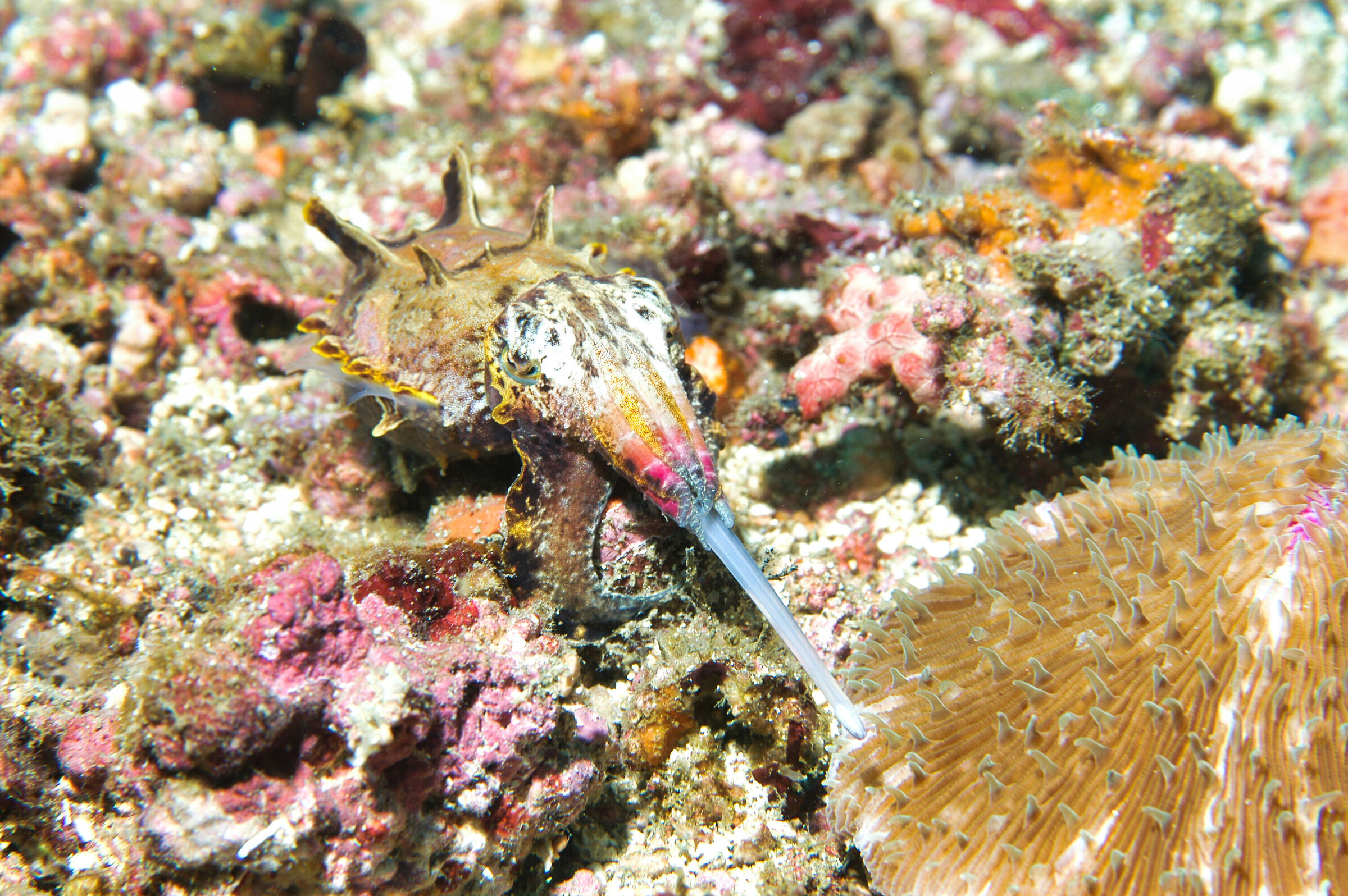 Floating cuttlefish (Metasepia pfefferi)
