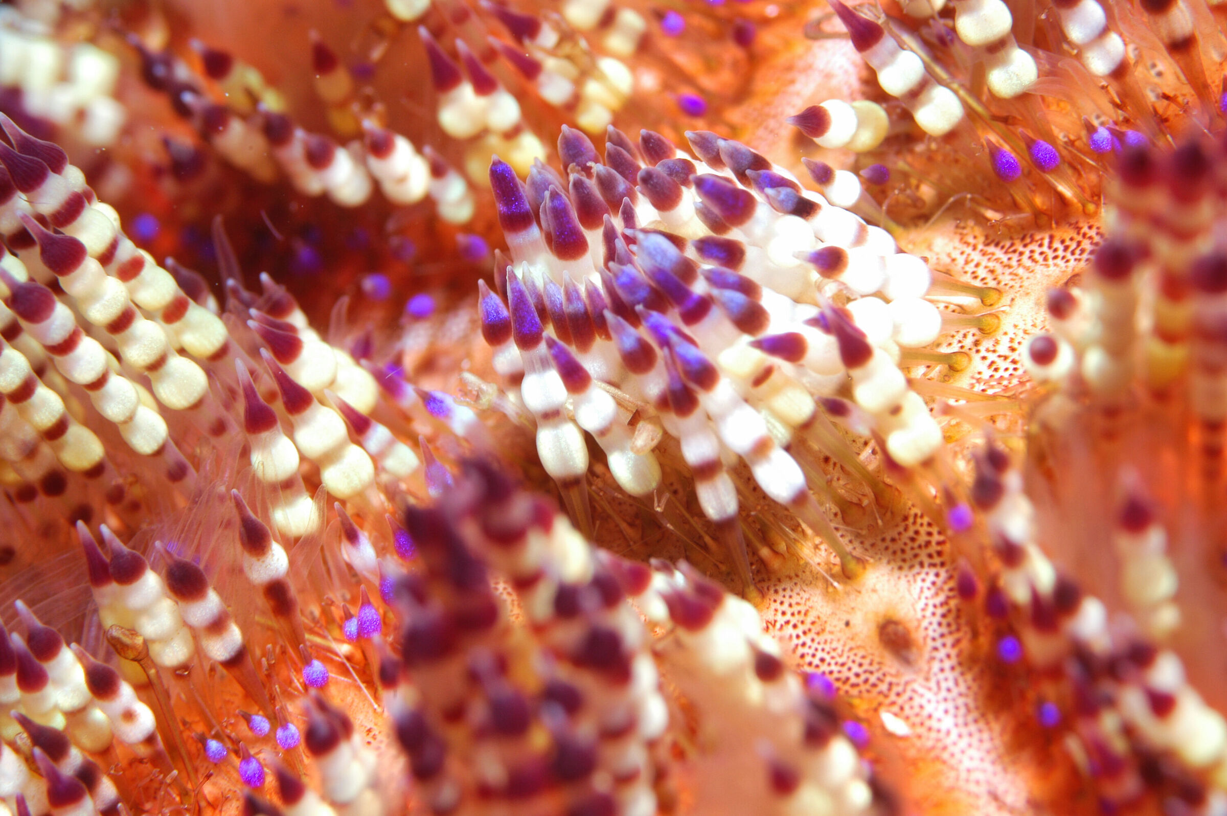 Fire hedgehog (Asthenosoma varium)