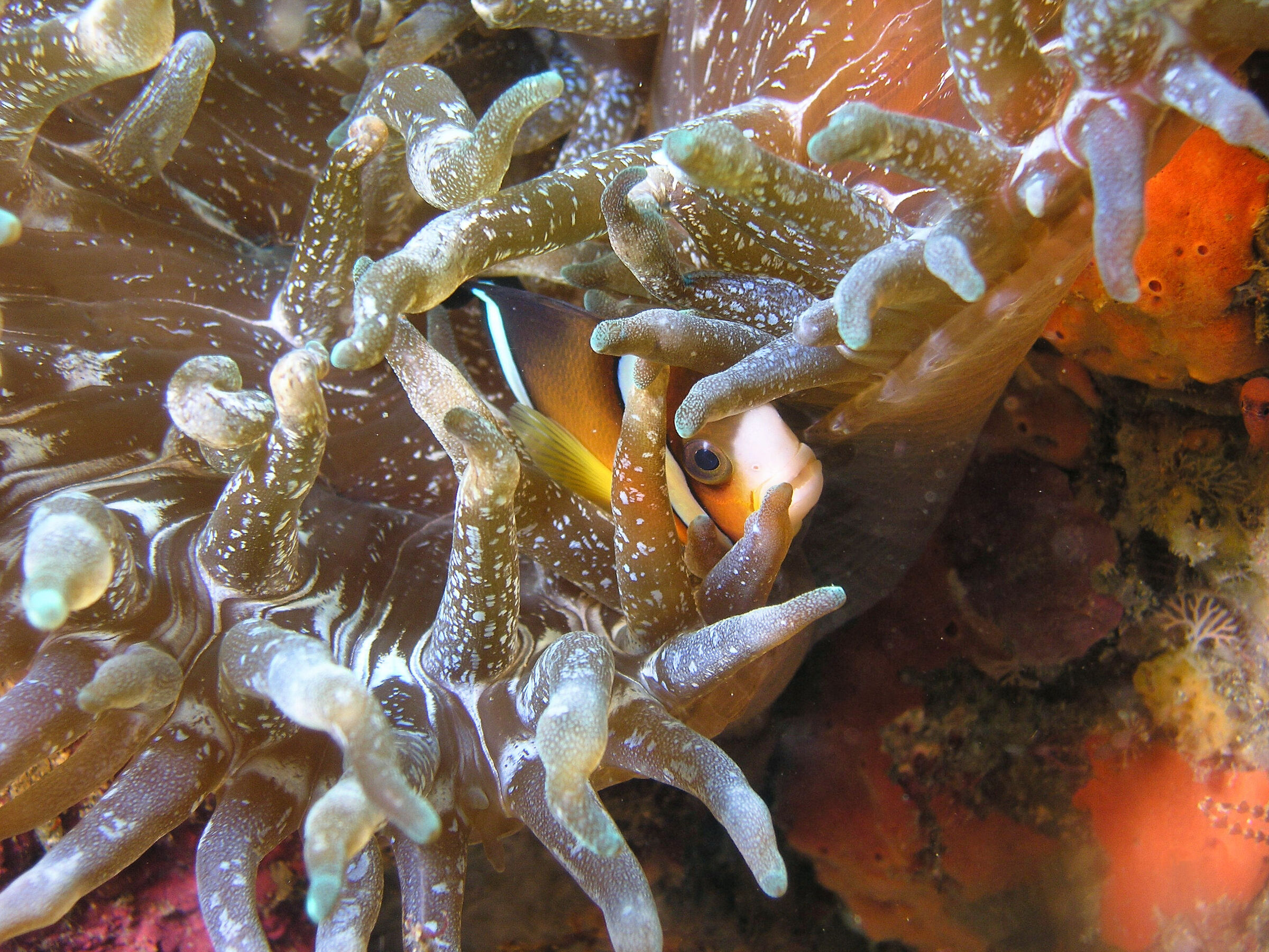 The anemone and the clown