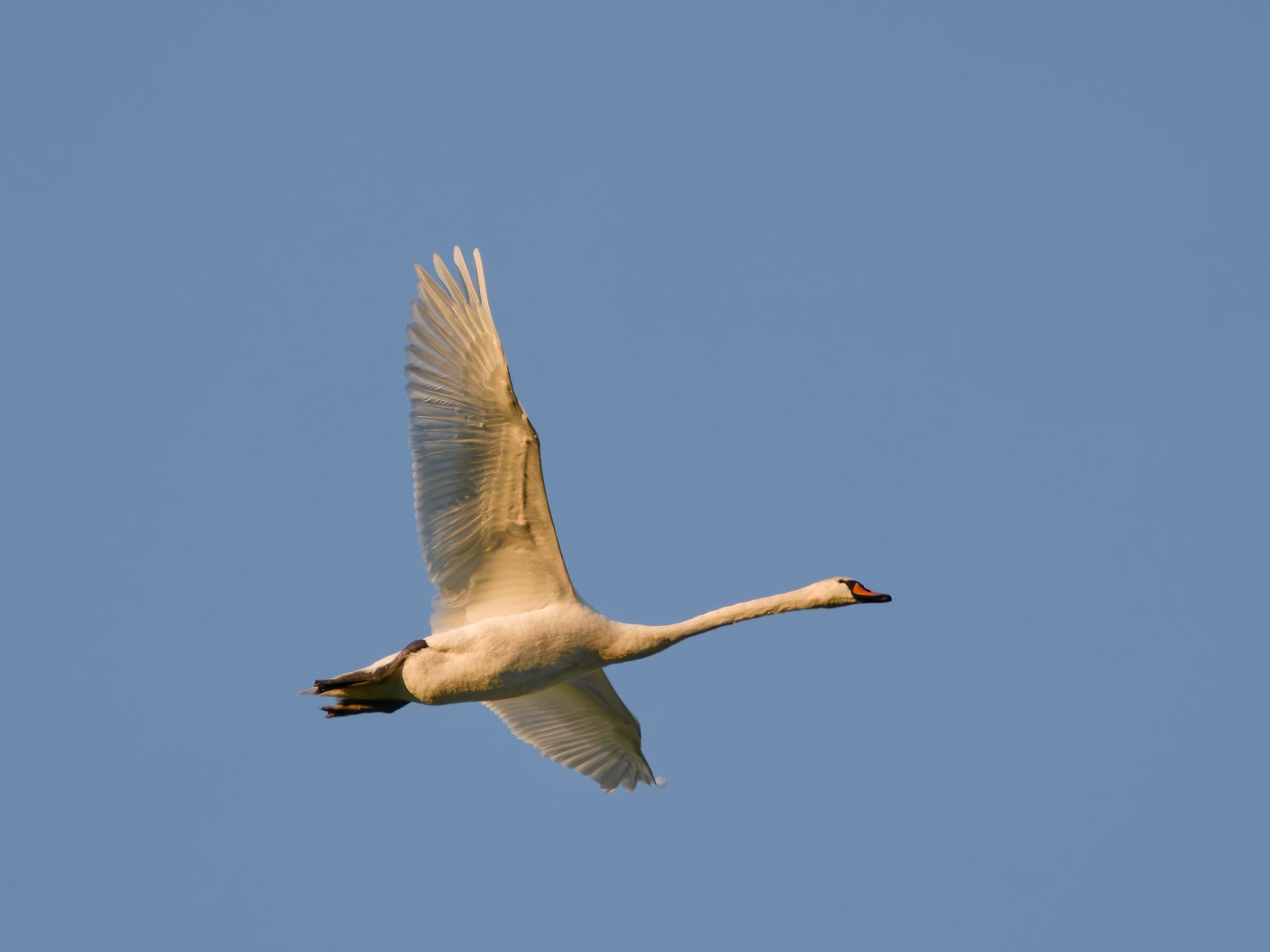 Swan in flight