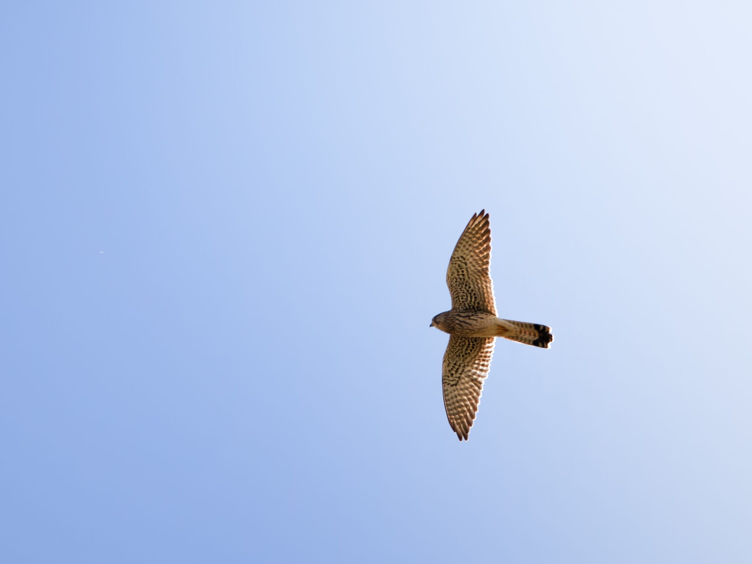 Kestrel in flight
