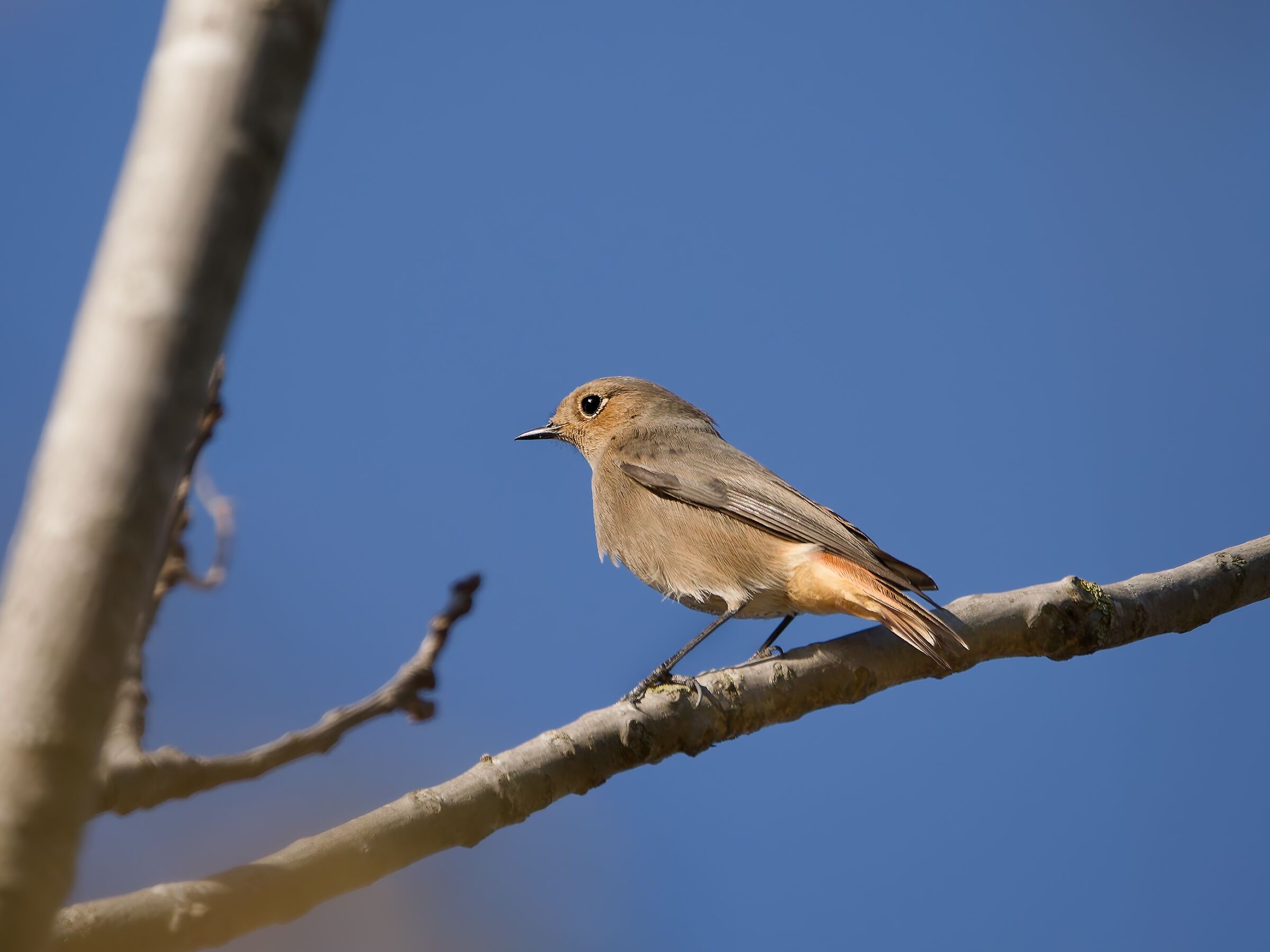 Black redstart