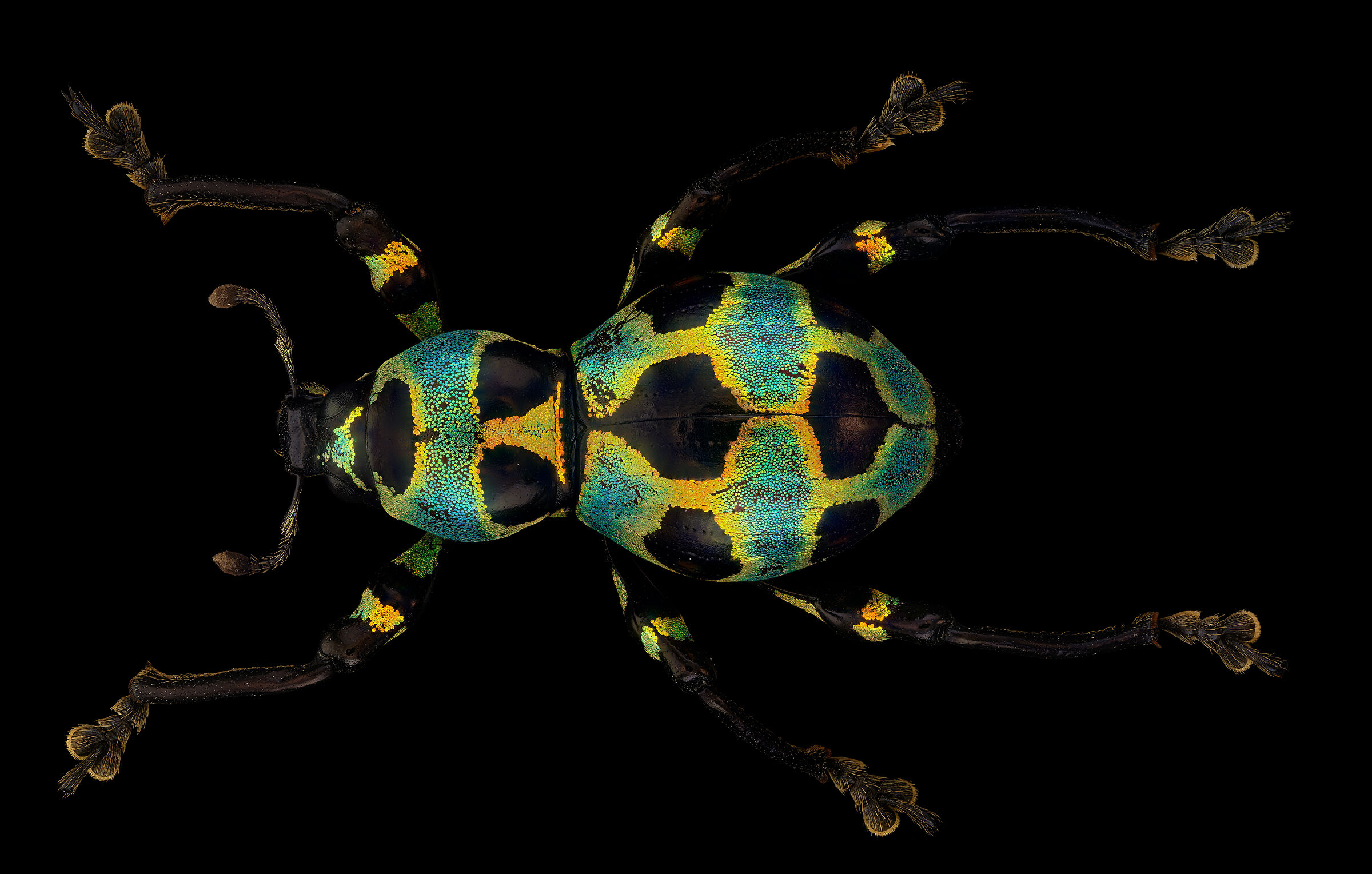 Pachyrhynchus orbifer