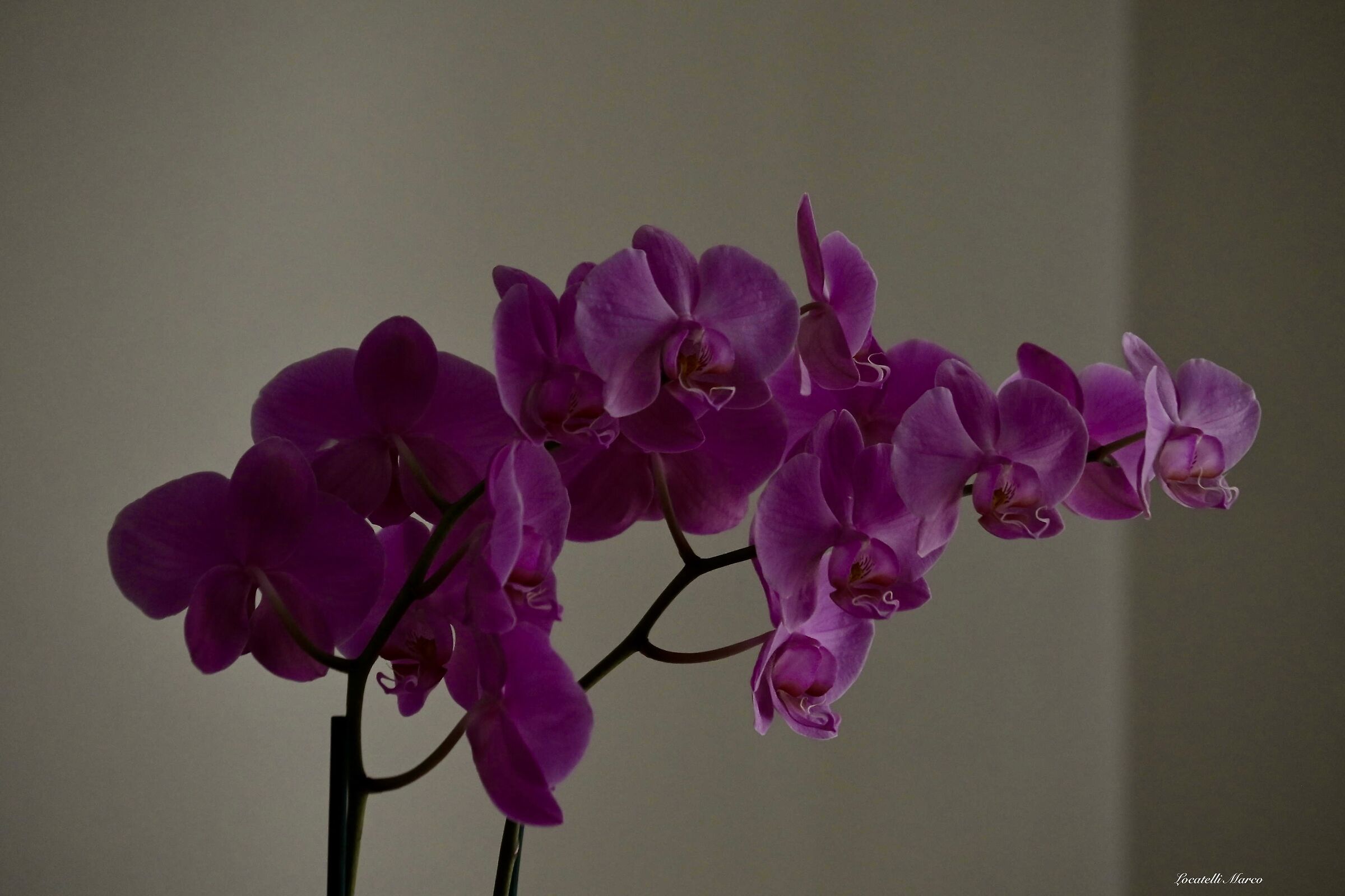 Orchid