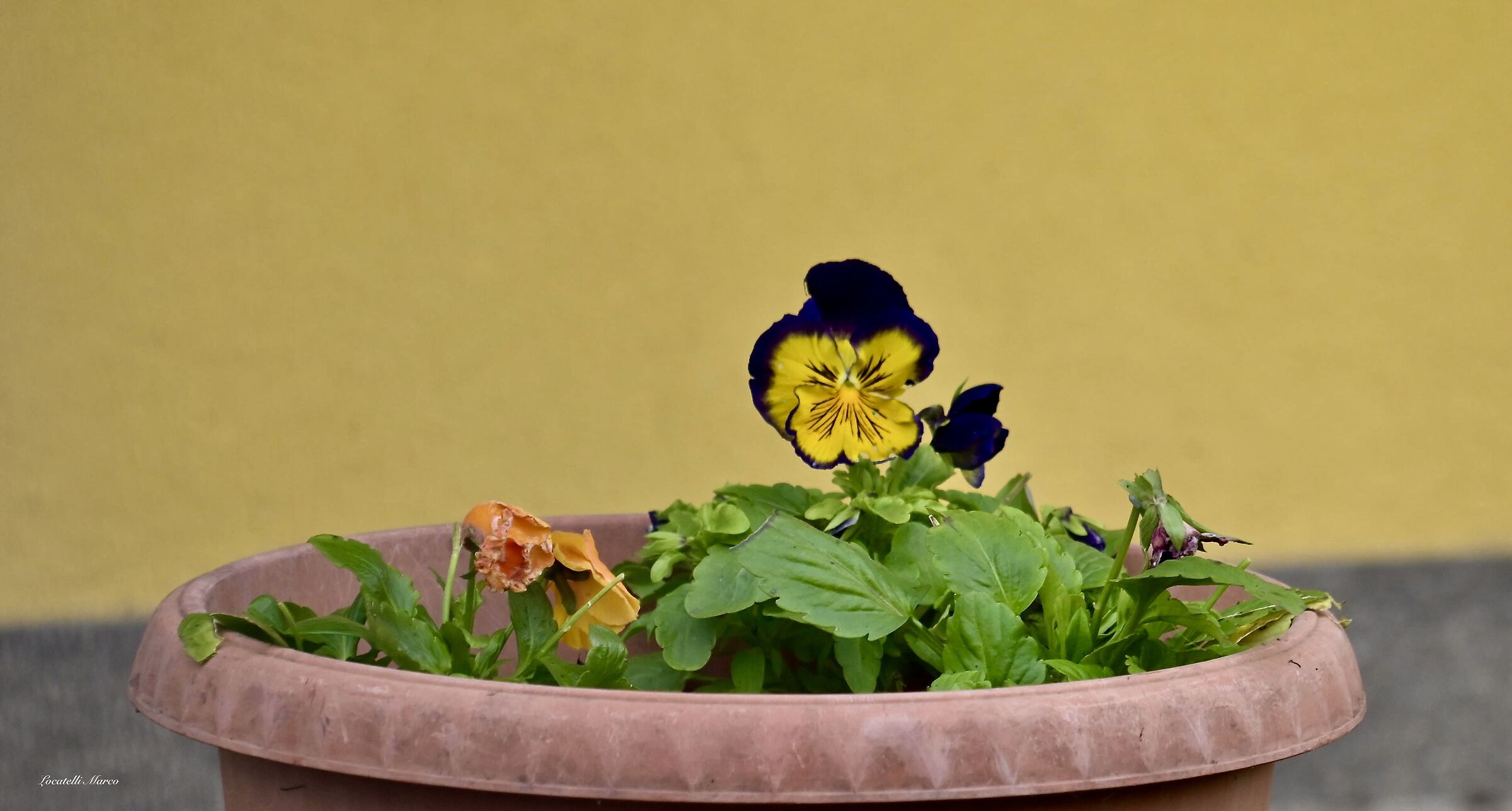 Violets
