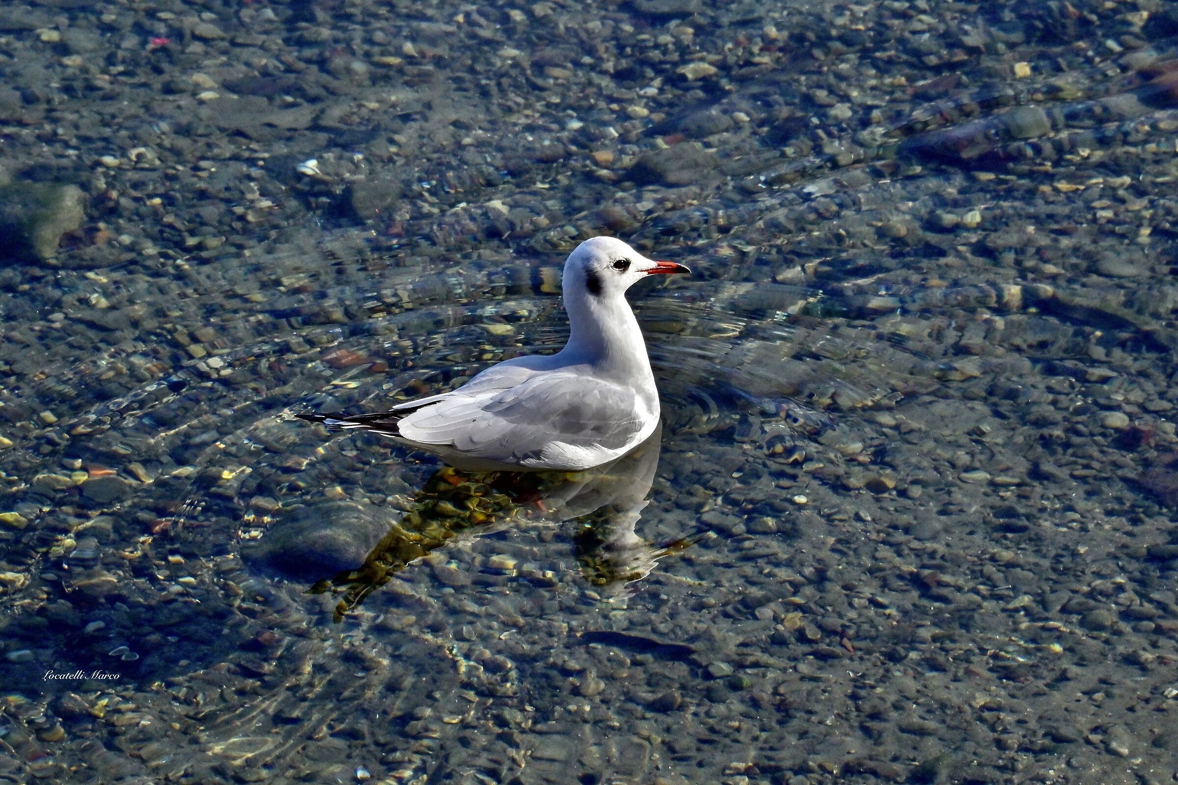 Gull