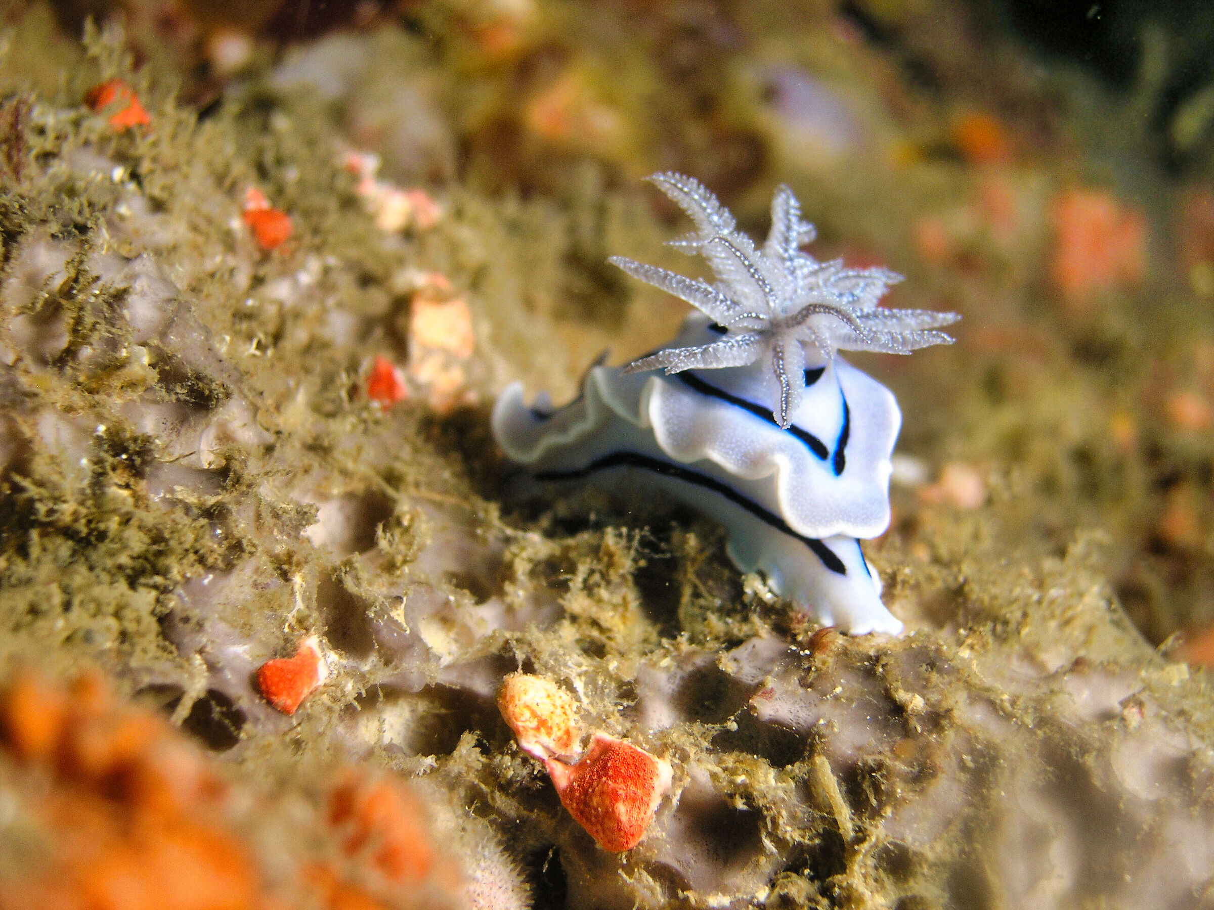 Chromodoris Willani