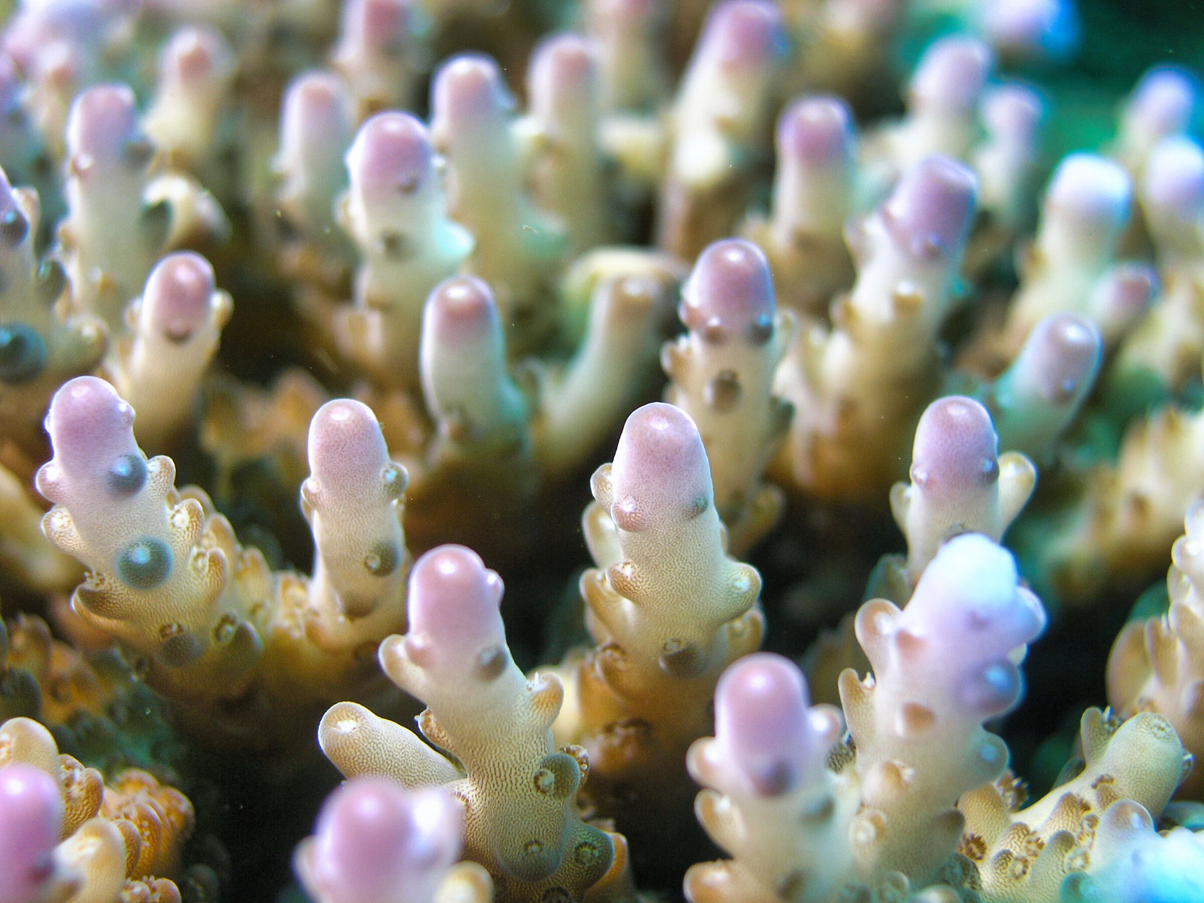Acropora