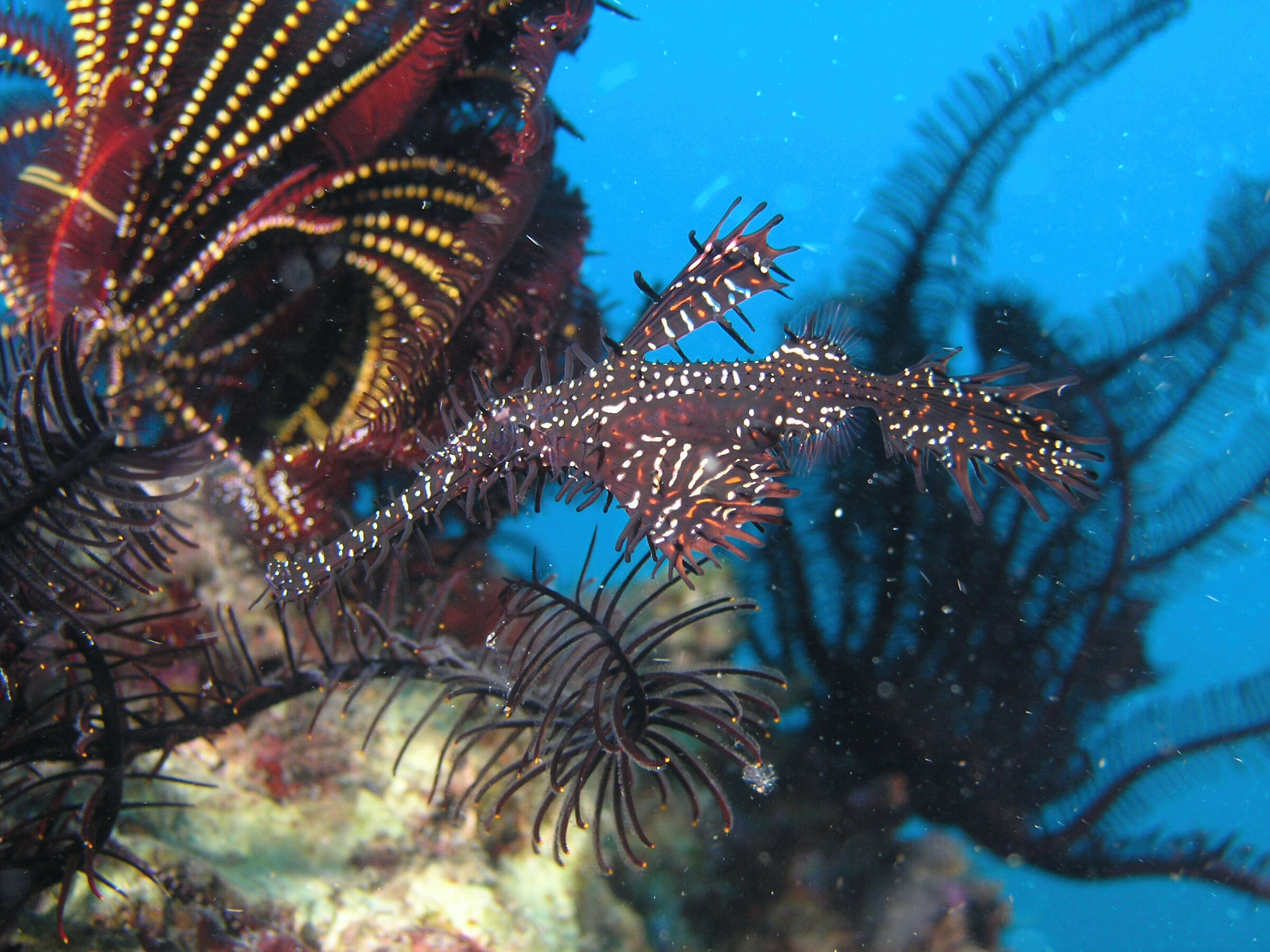 Phantom pipefish (Solenostomus paradoxos)