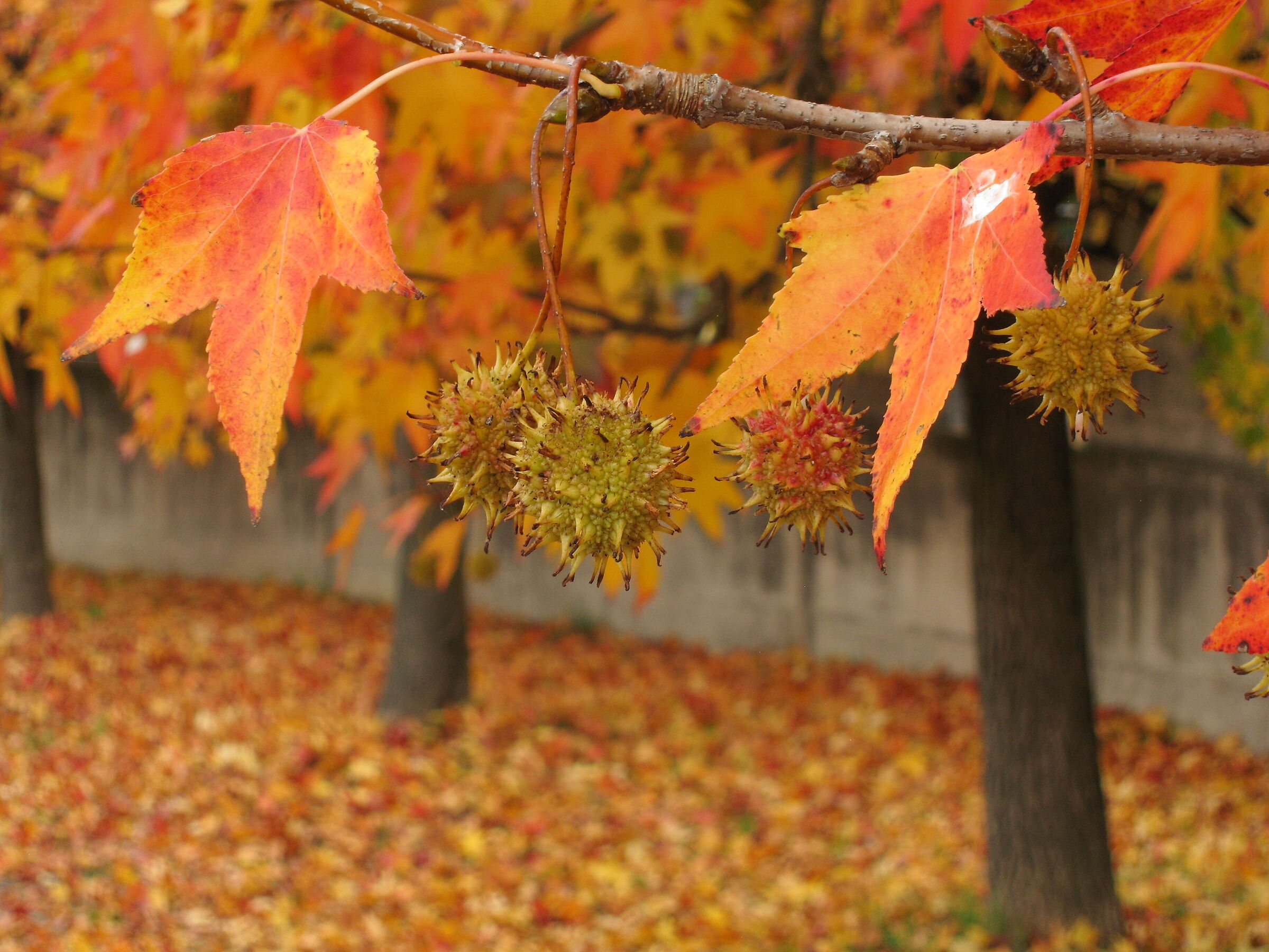Gli aceri di Ponte Fior di Rosa - Legnago (vr)