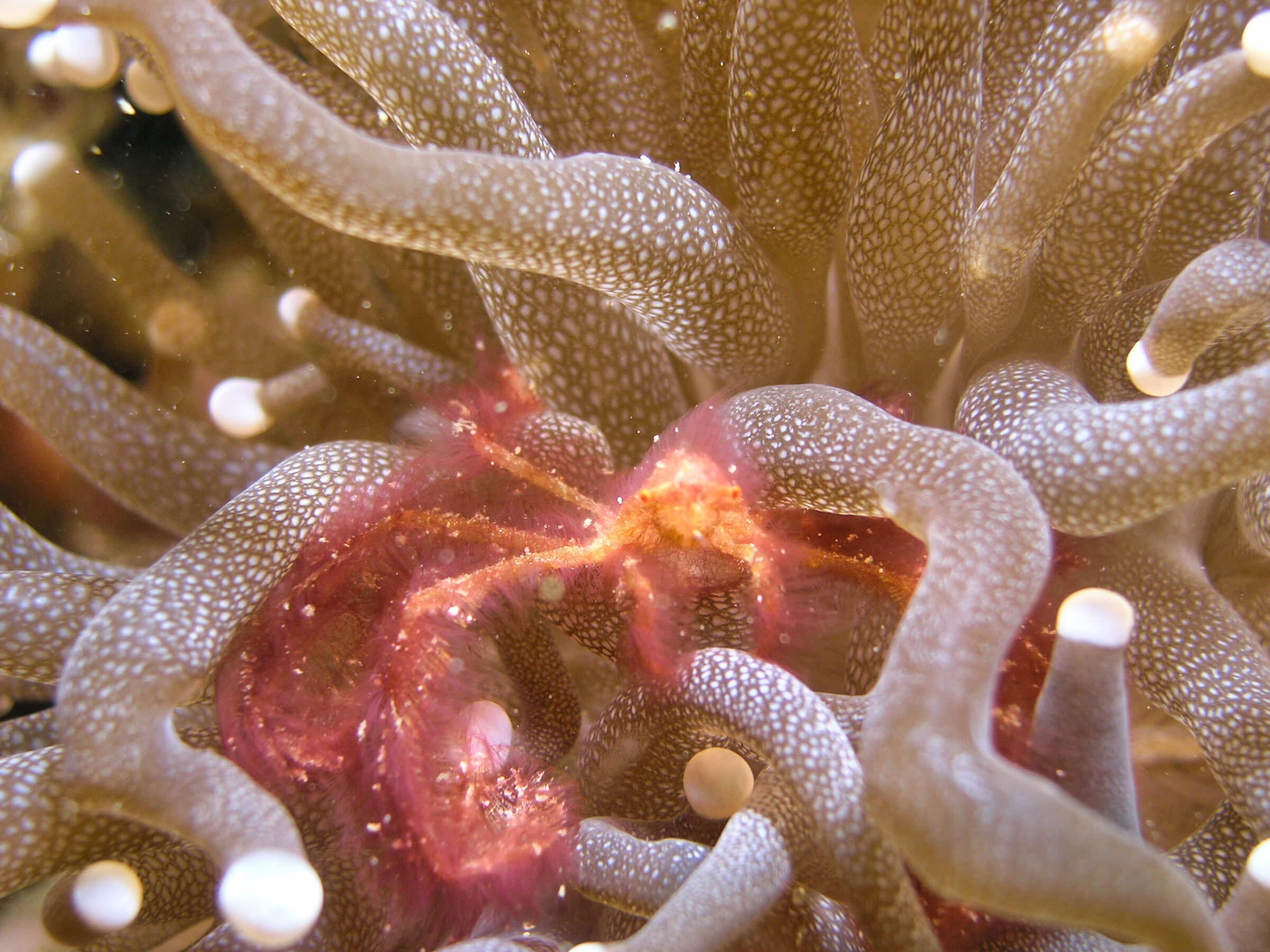 Orangutan crab (Achaeus japonicus)