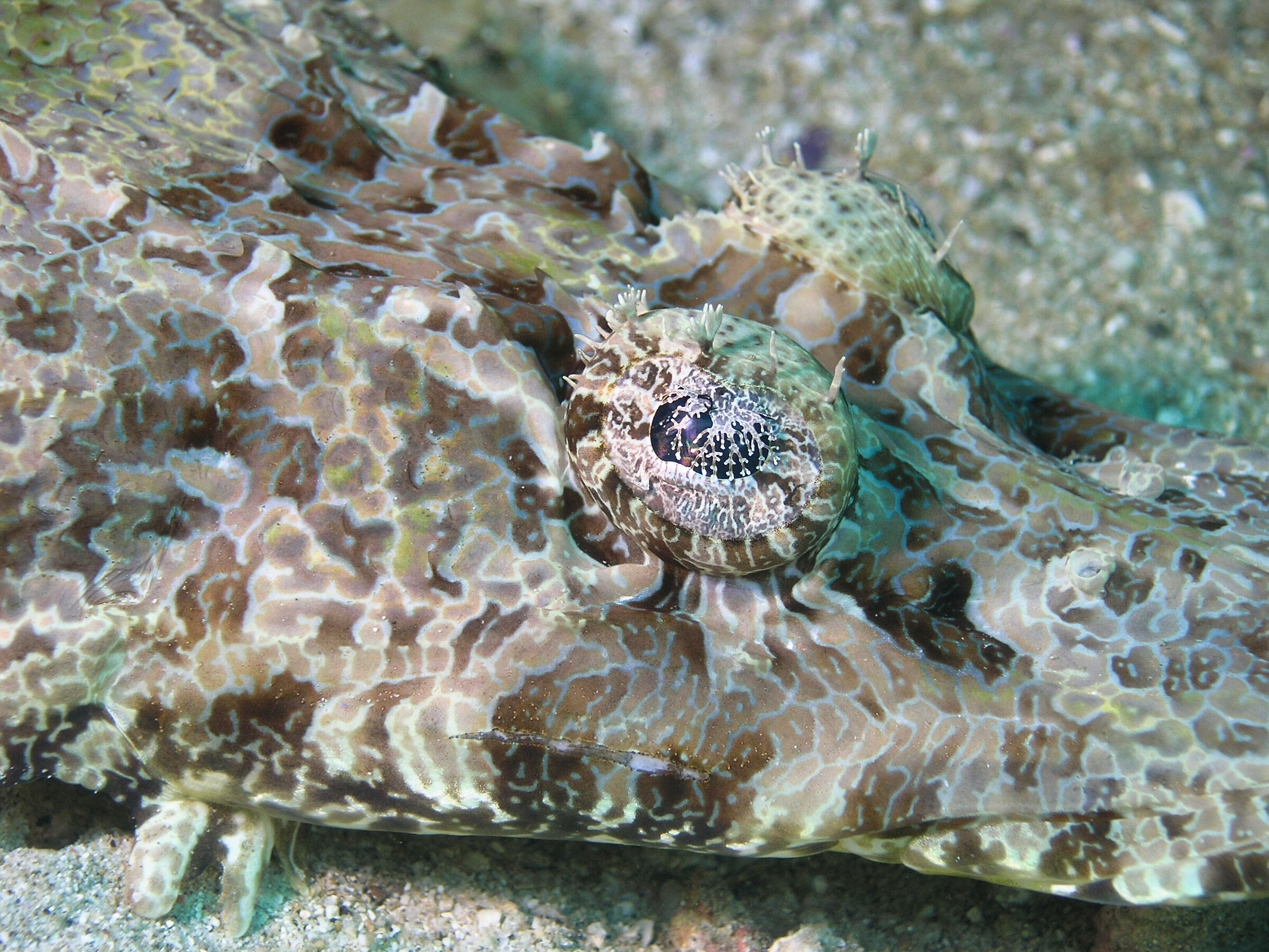 Crocodile fish (Papilloculiceps longiceps)