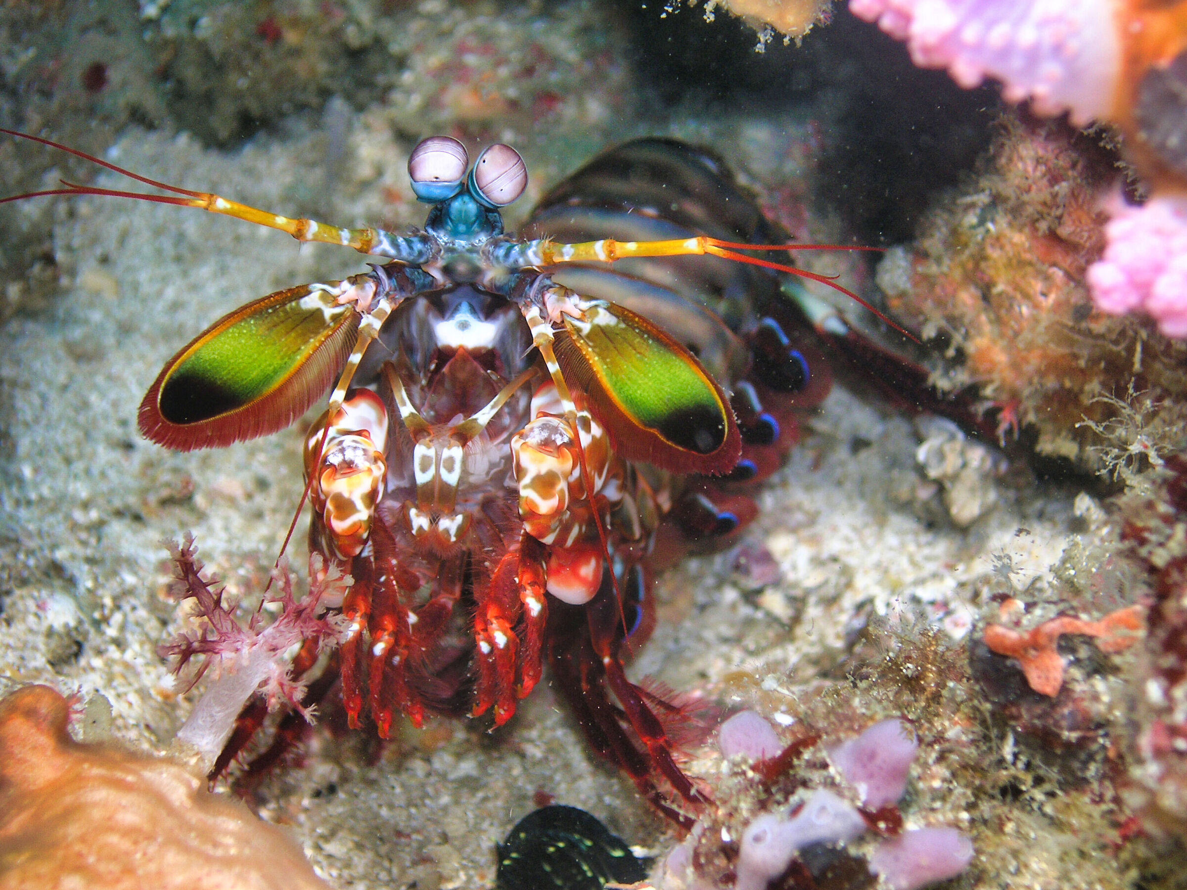 The Rainbow Ringer (Odontactylus scyllarus)