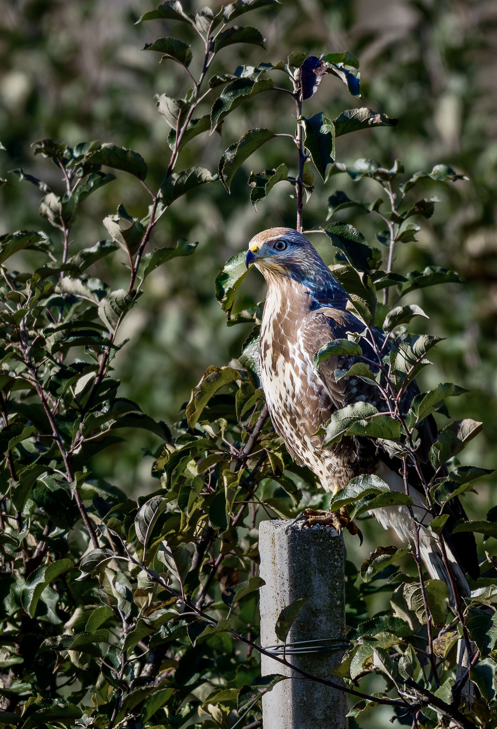 Hungry buzzard