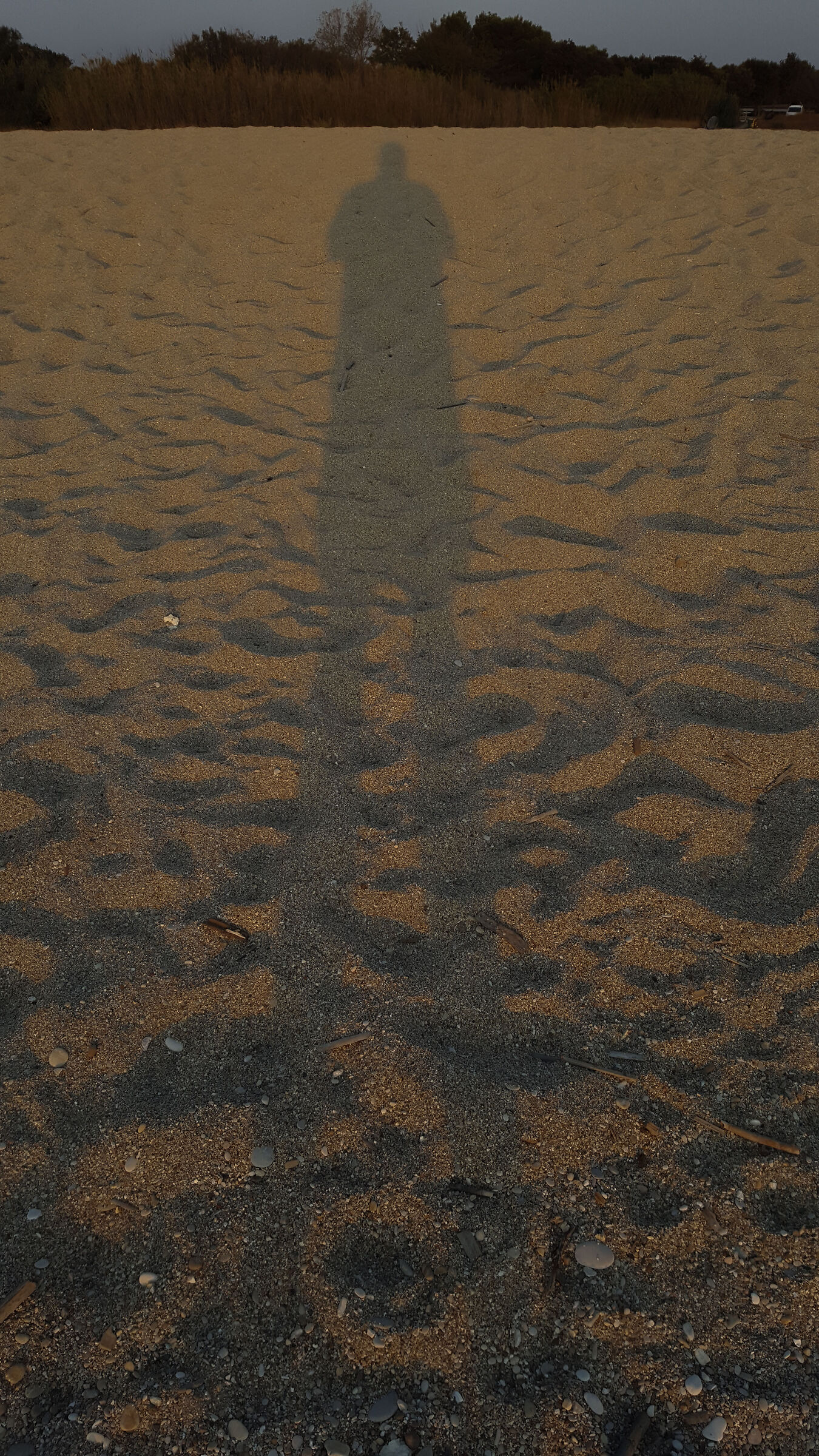 mare
