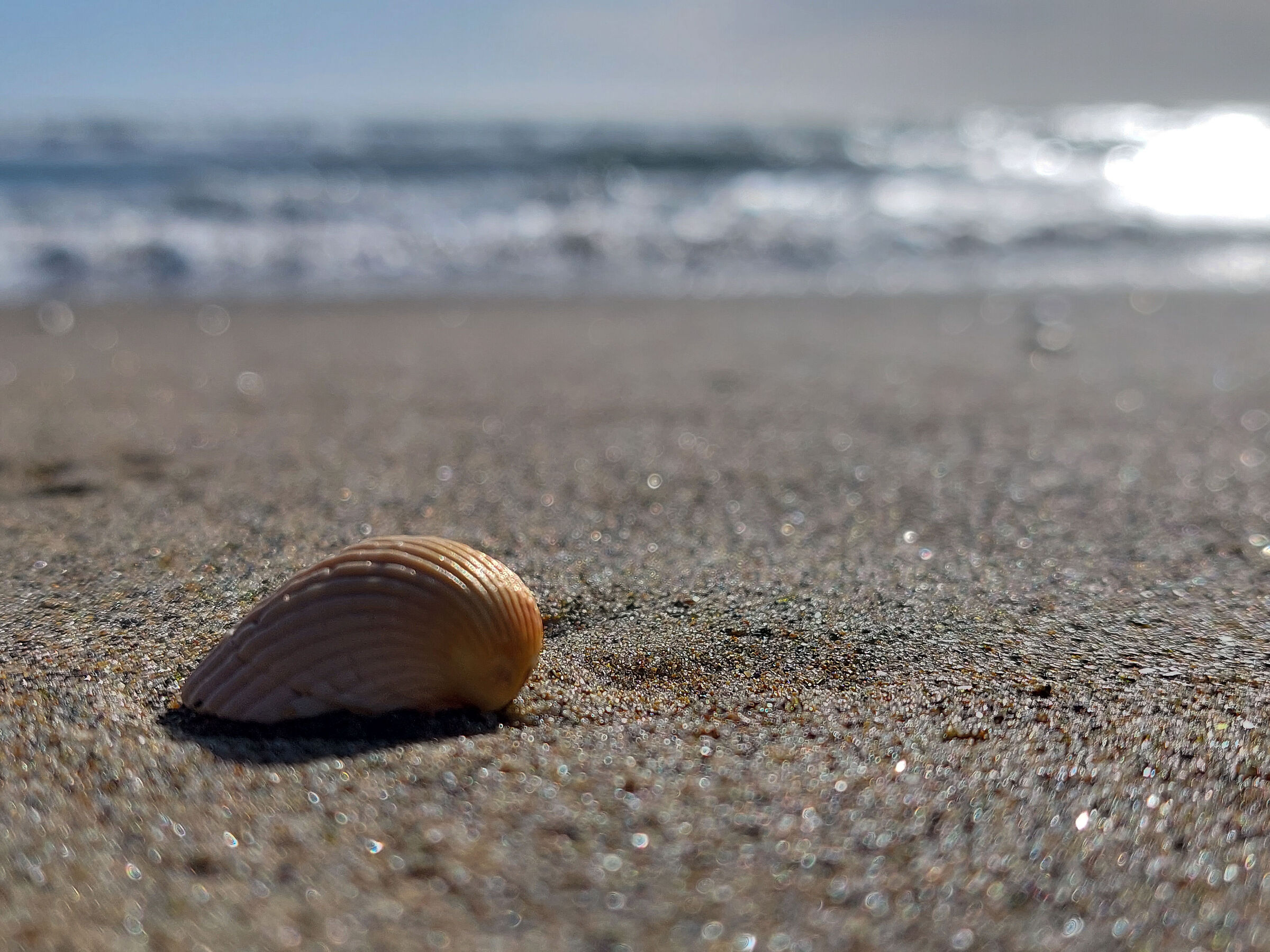 mare