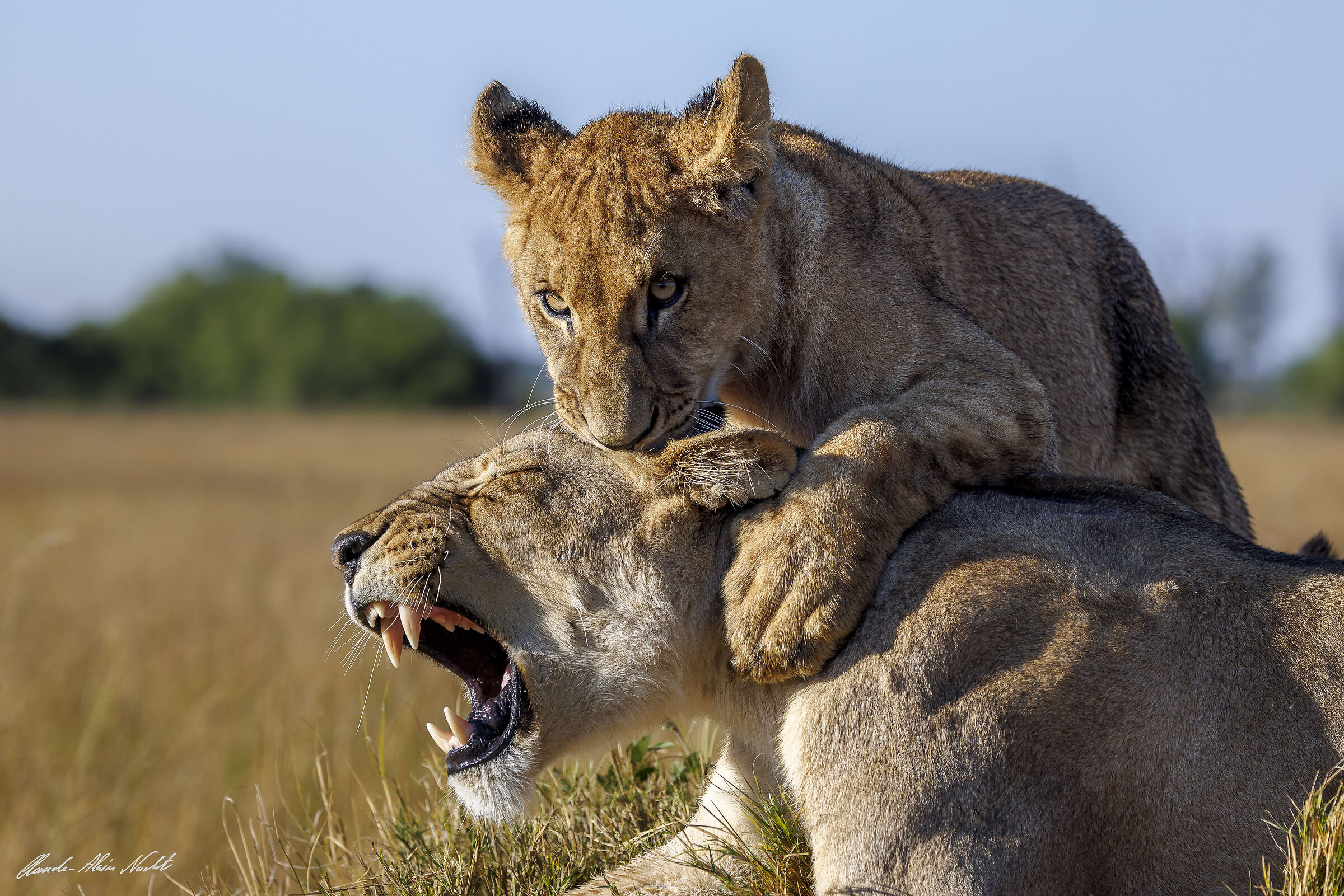 Not a moment's rest with this cub!