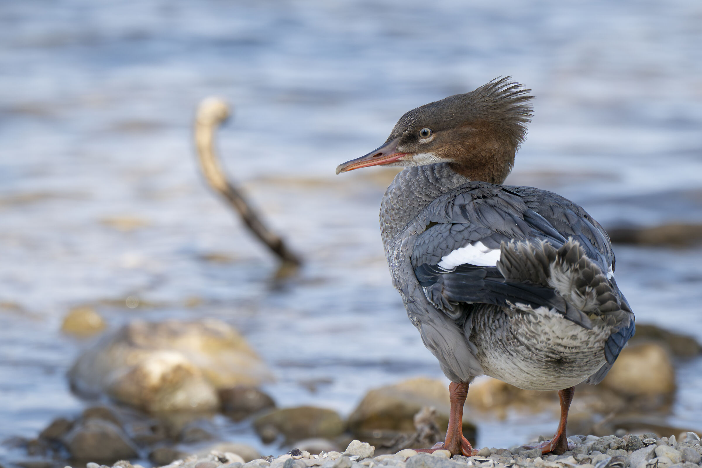 Merganser