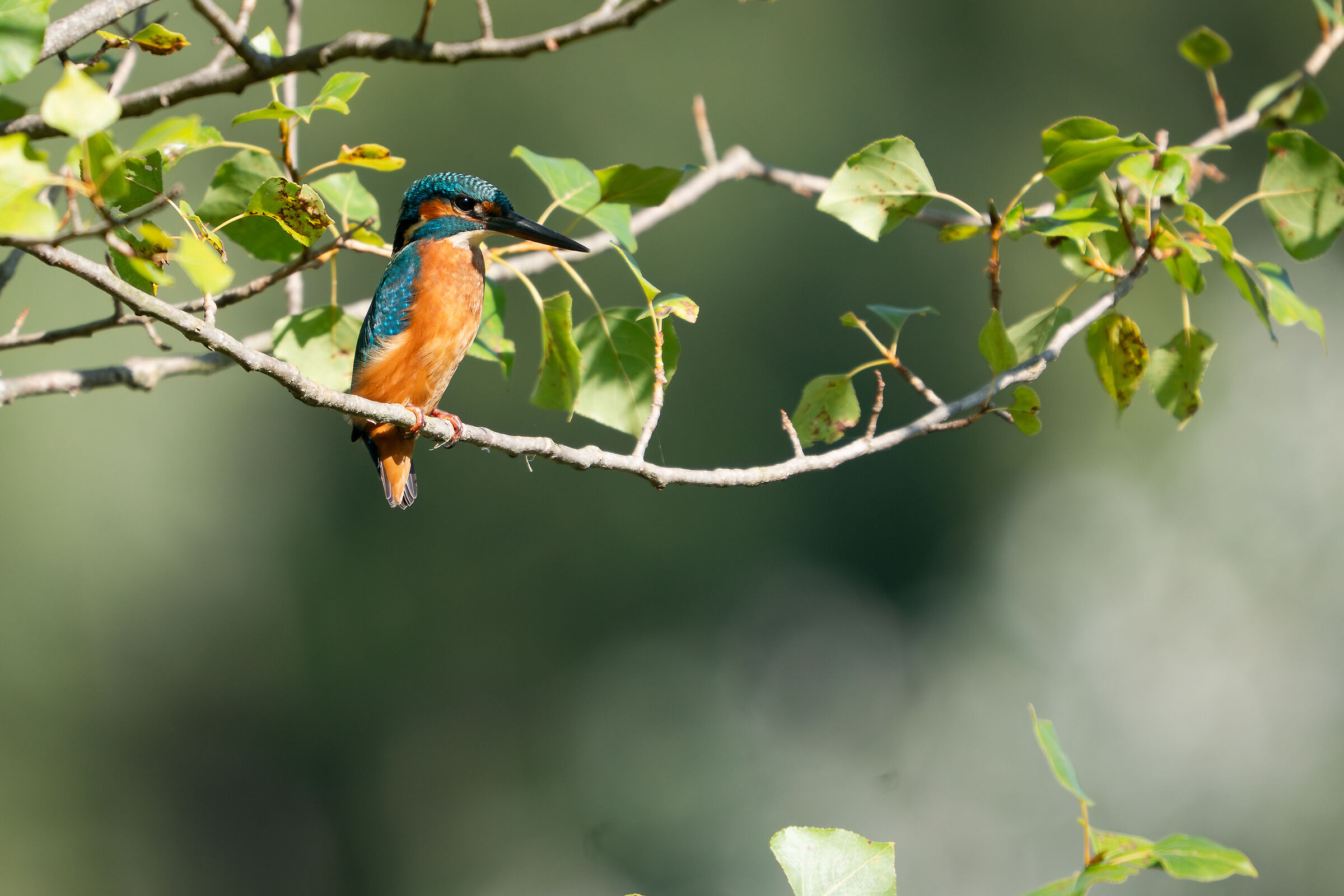 Kingfisher