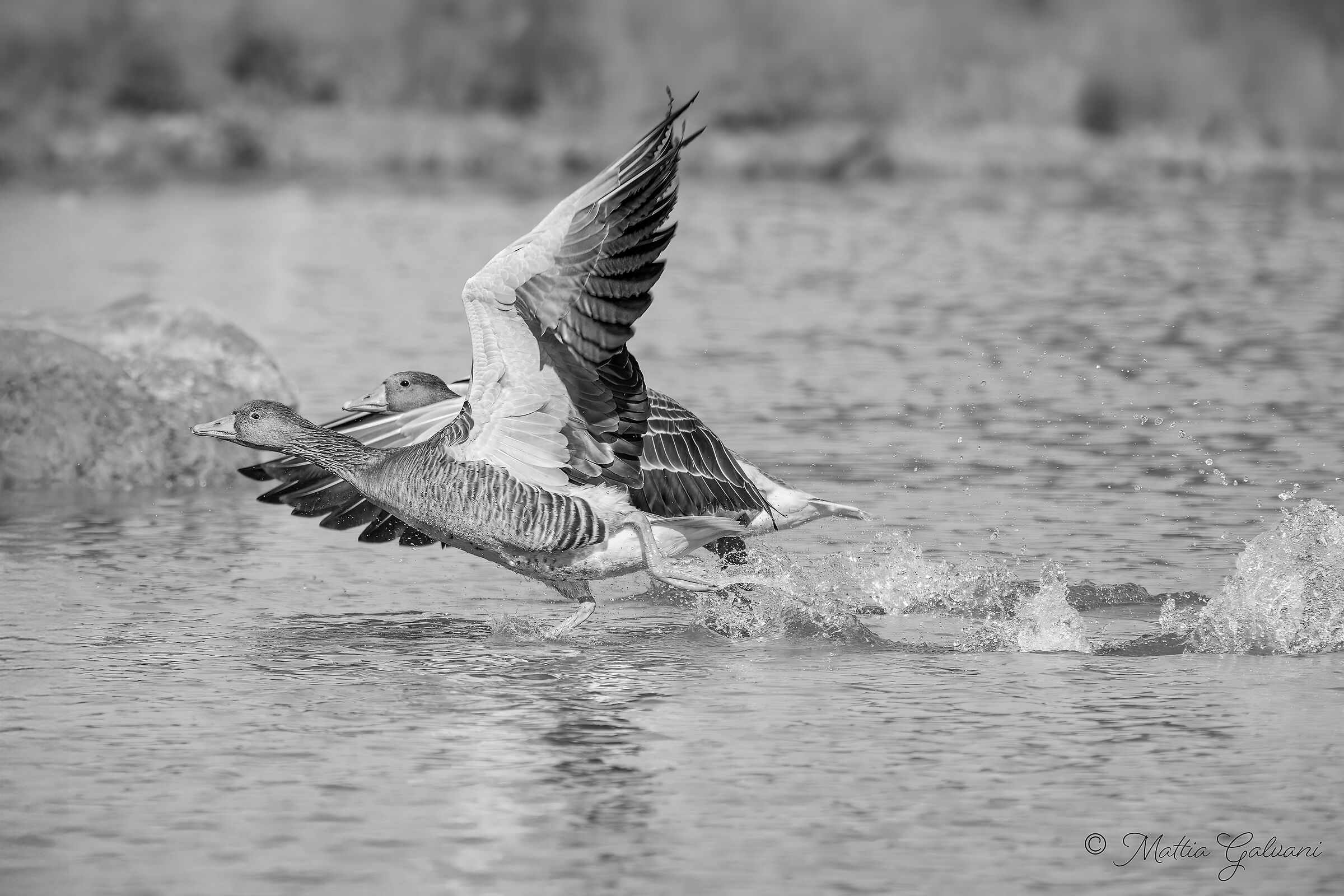 Oche Selvatiche sul ponte di lancio