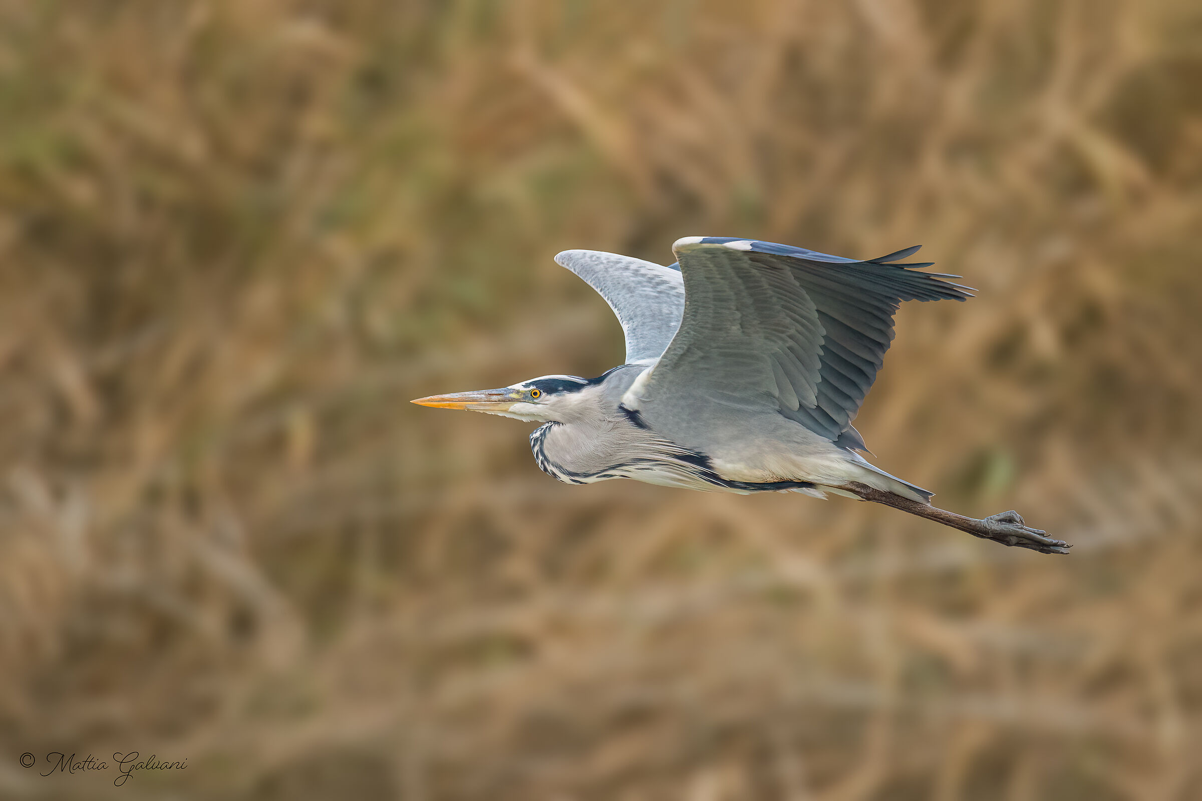 Airone Cenerino in volo