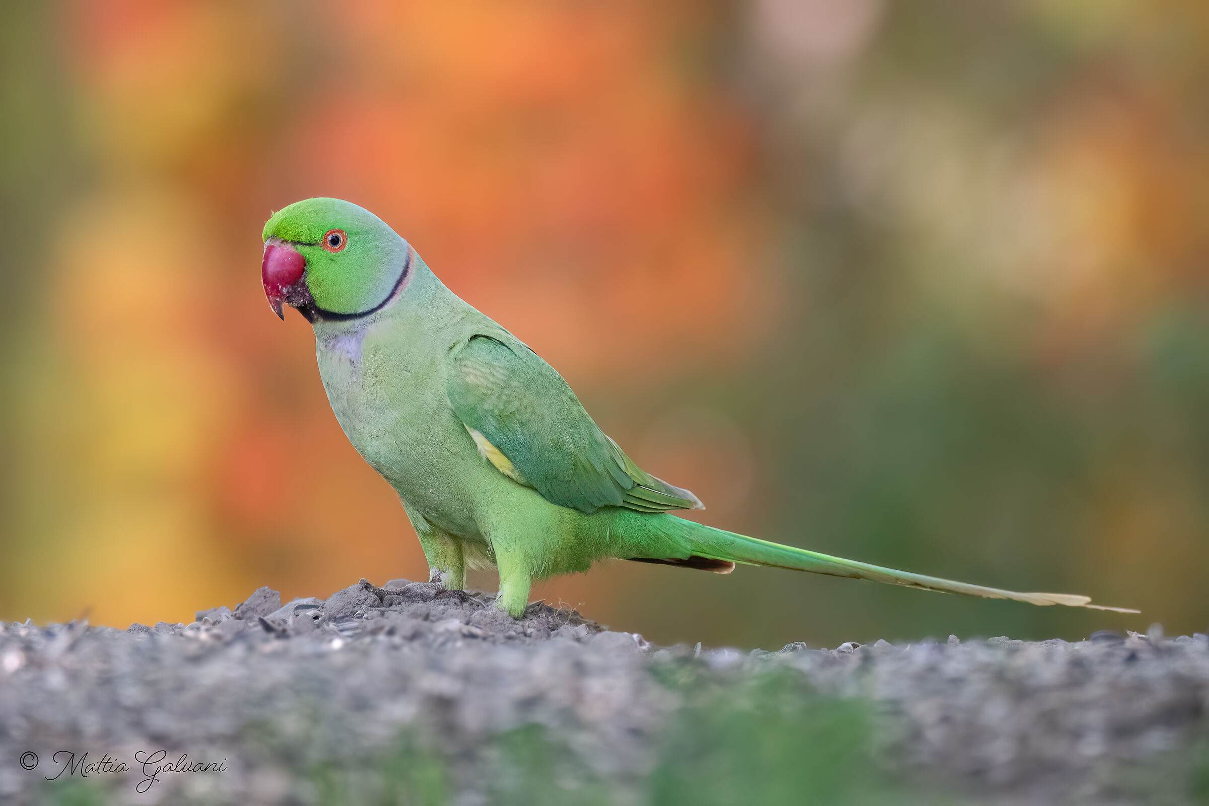 Parrocchetto Selvatico