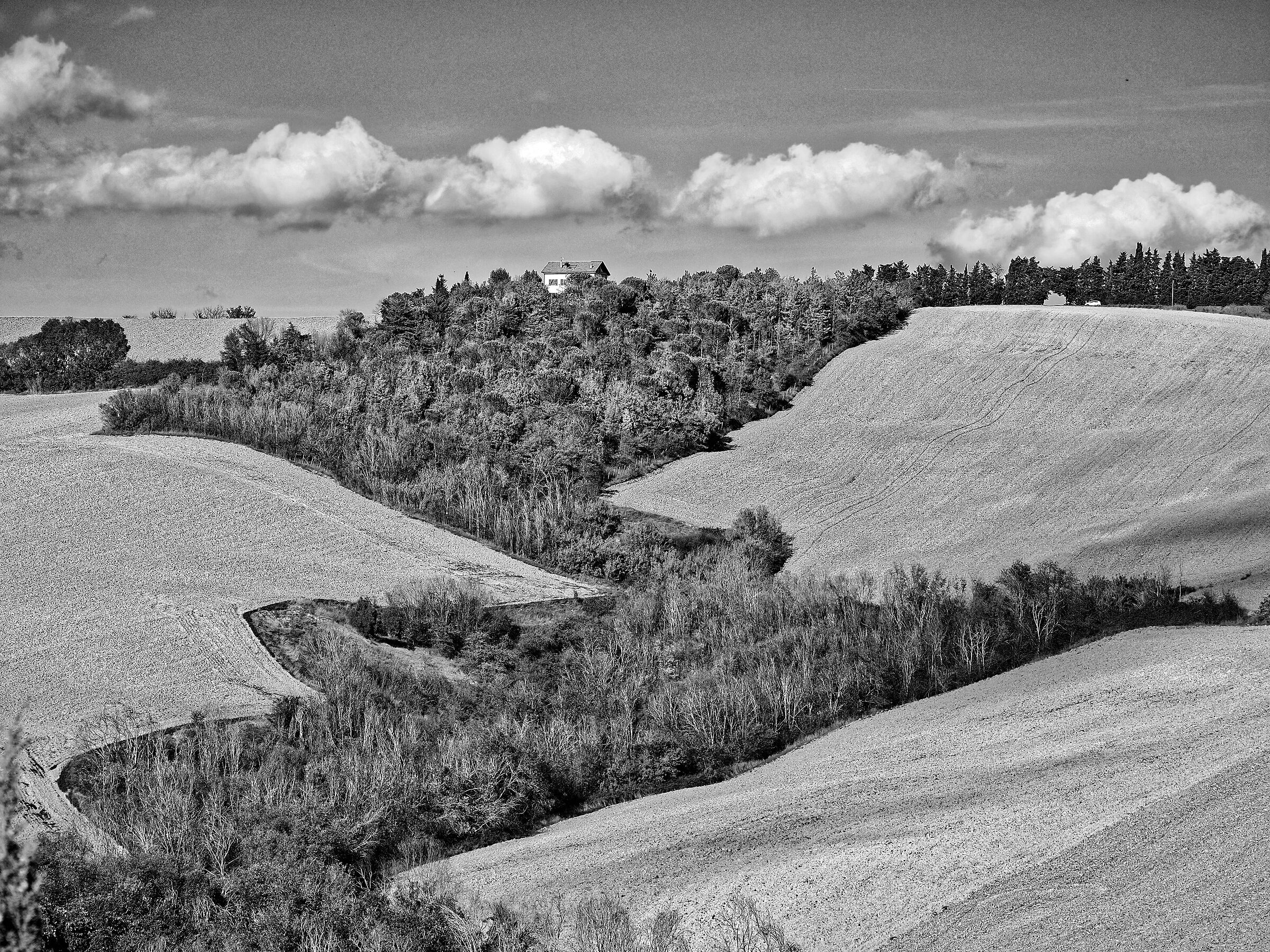 foresta sulla collina