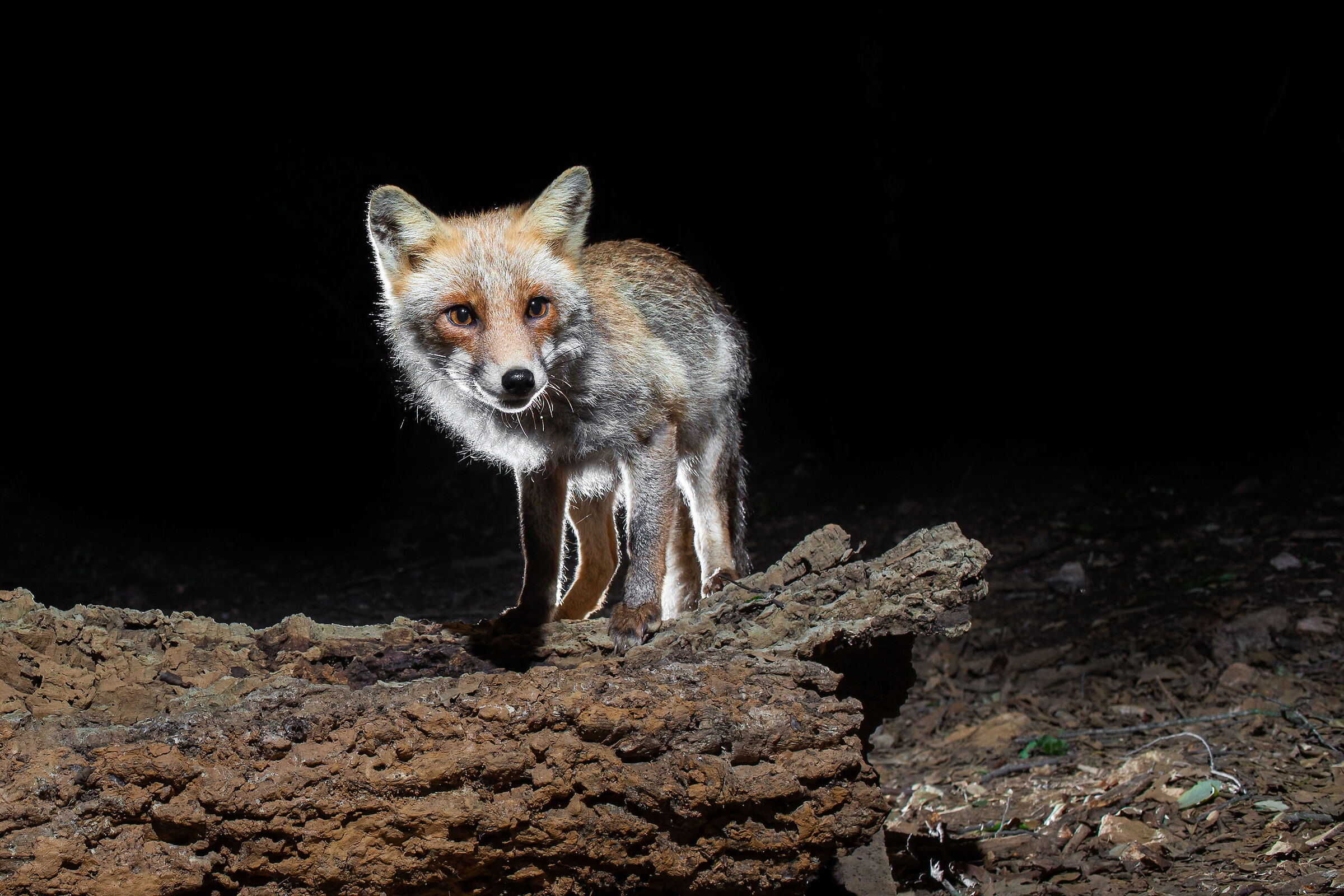 Fox portrait