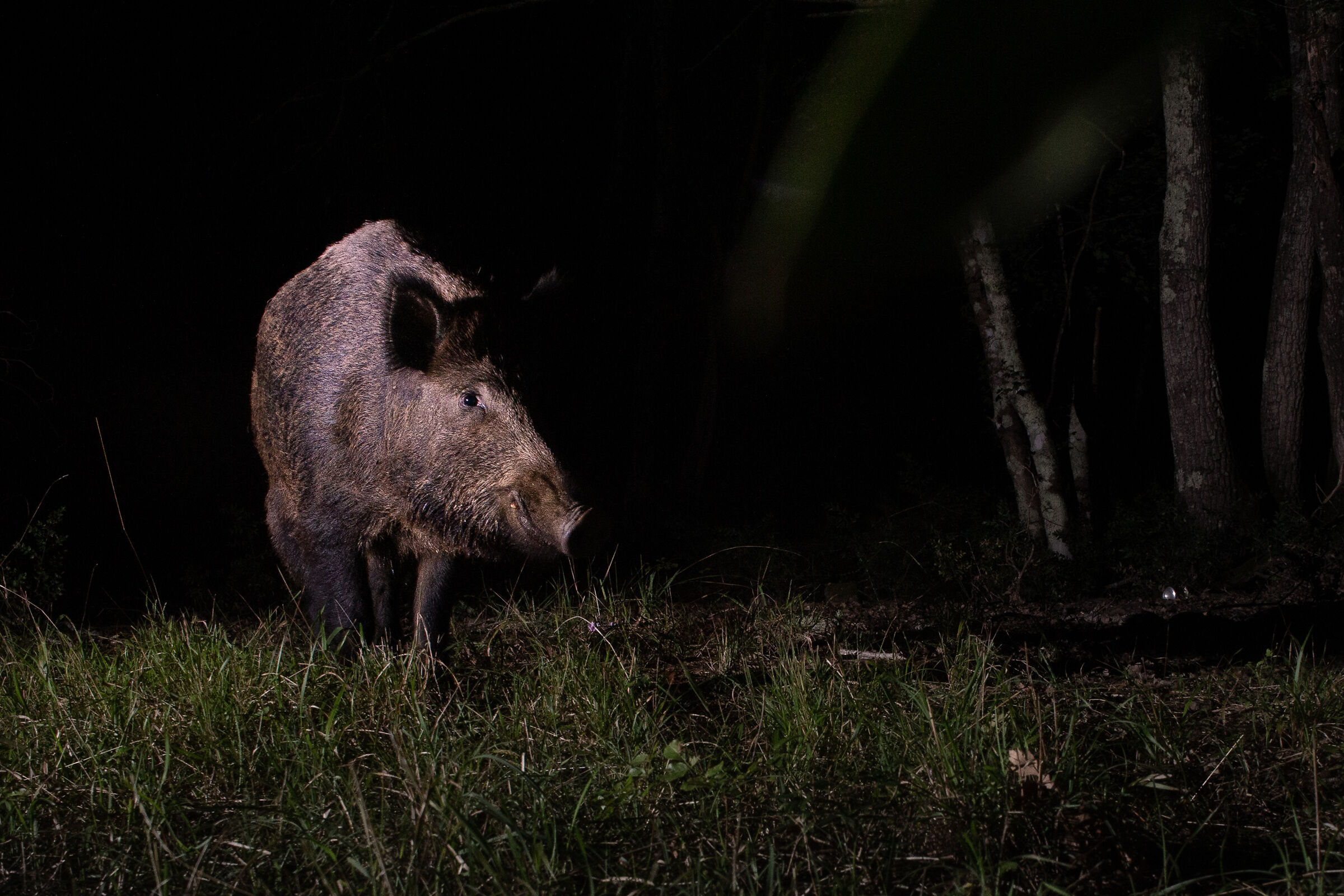 Cinghiale