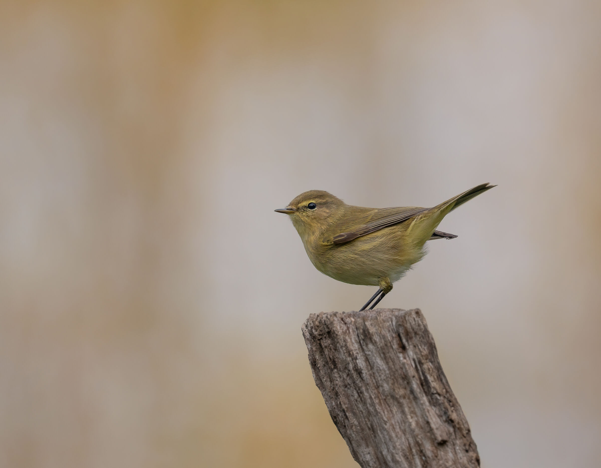 Chiffchaff