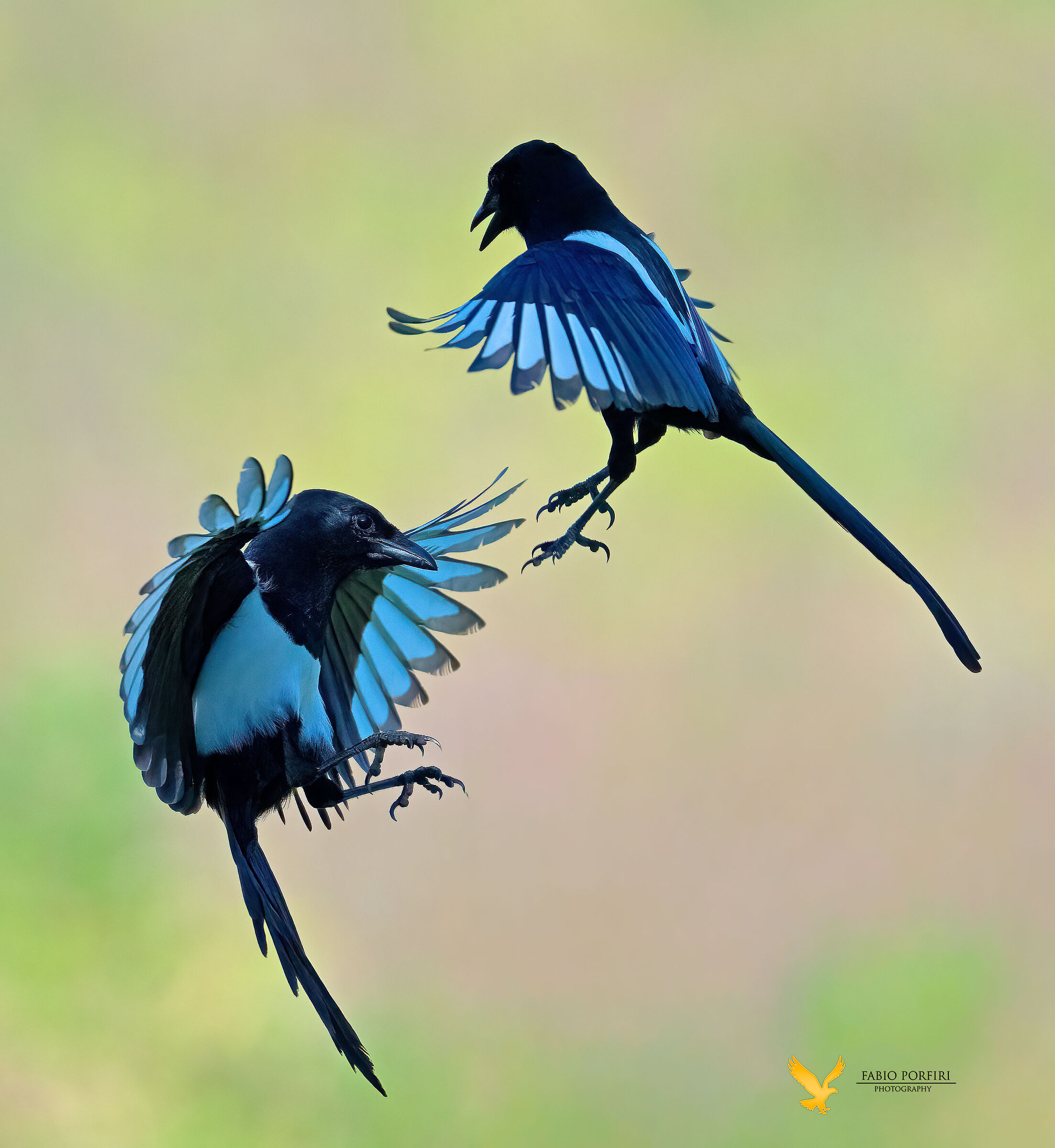 La danza delle Gazze