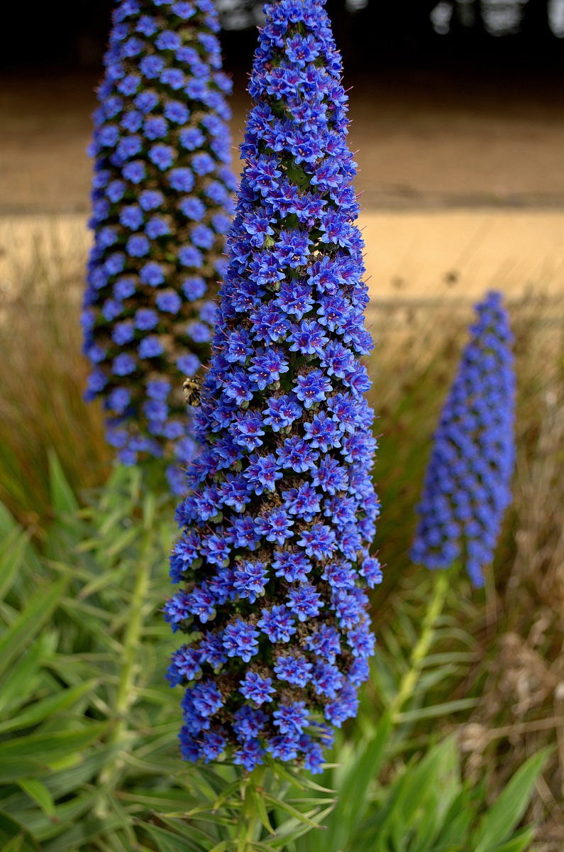 Echium