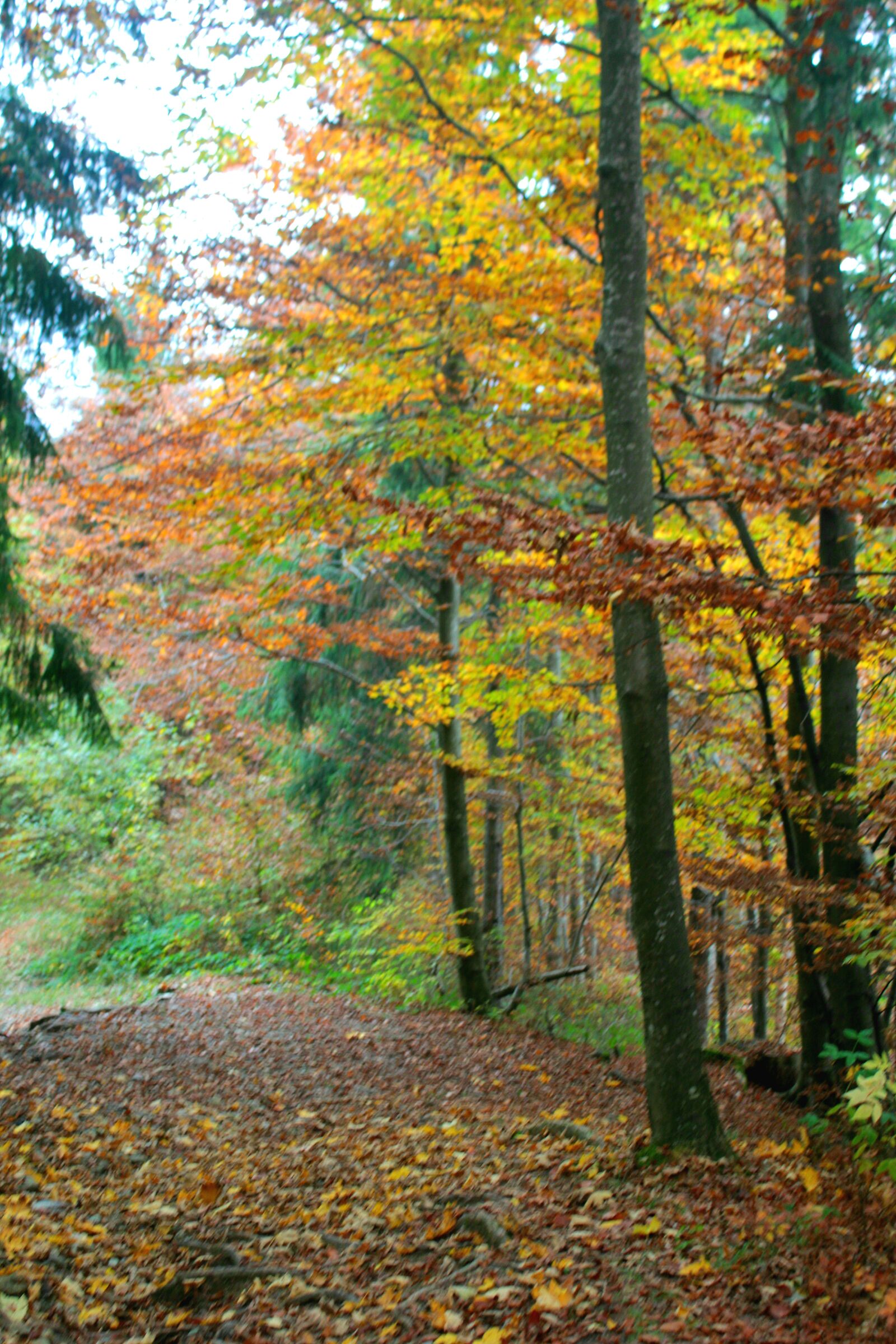 Foliage in the zambla forest
