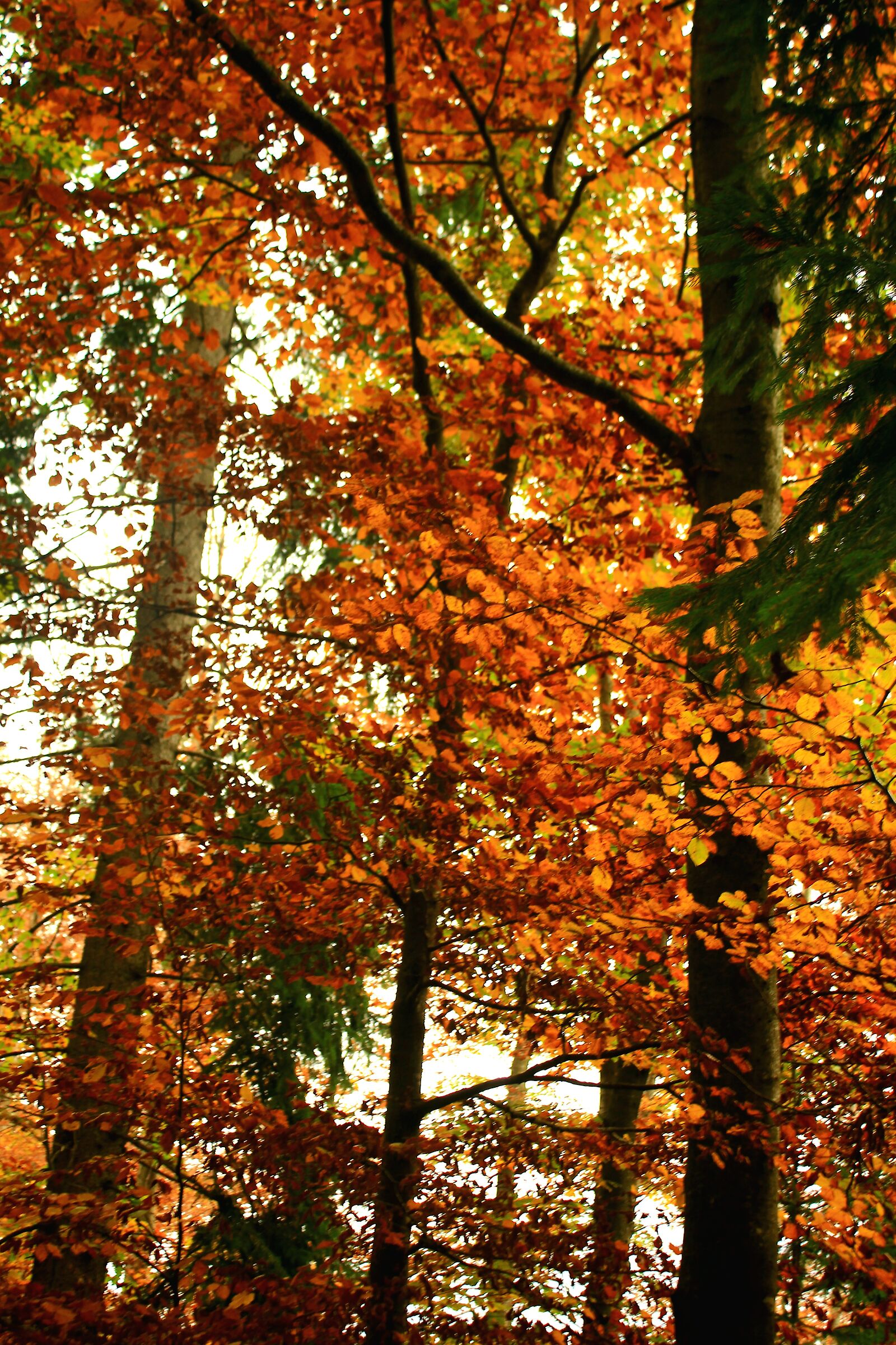 Colorful forest in zambla