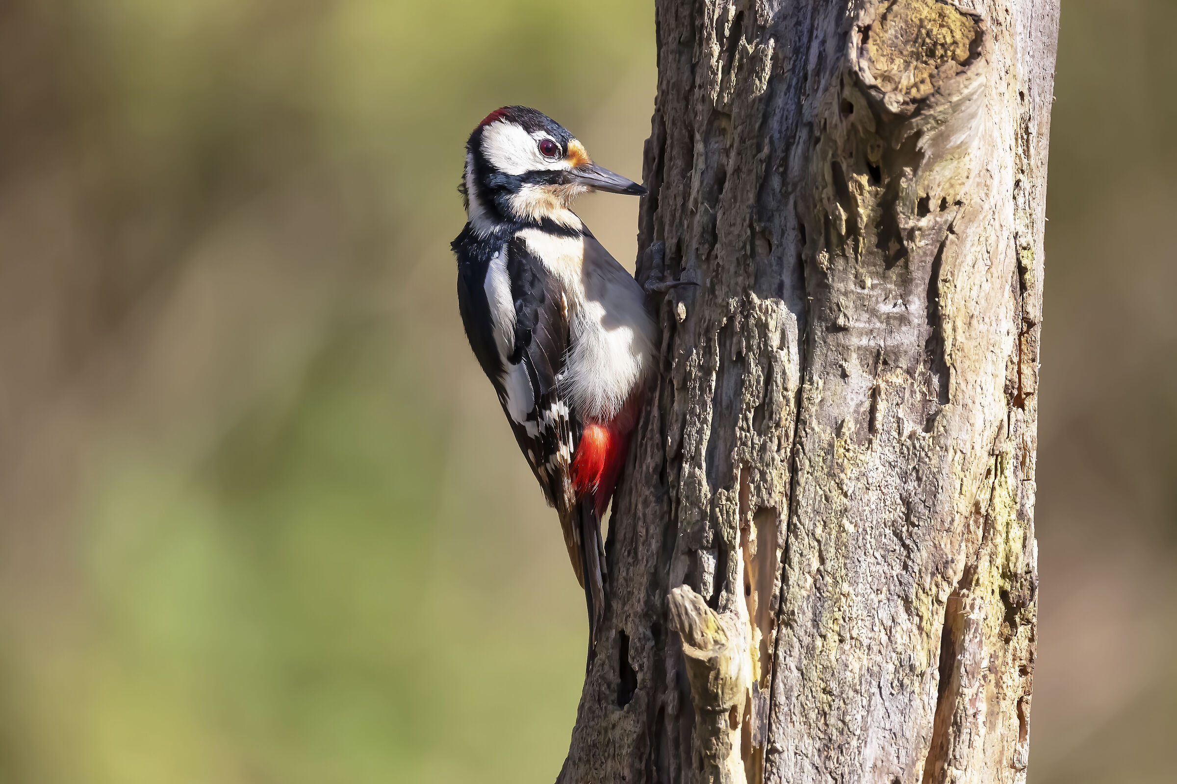 Picchio rosso maggiore