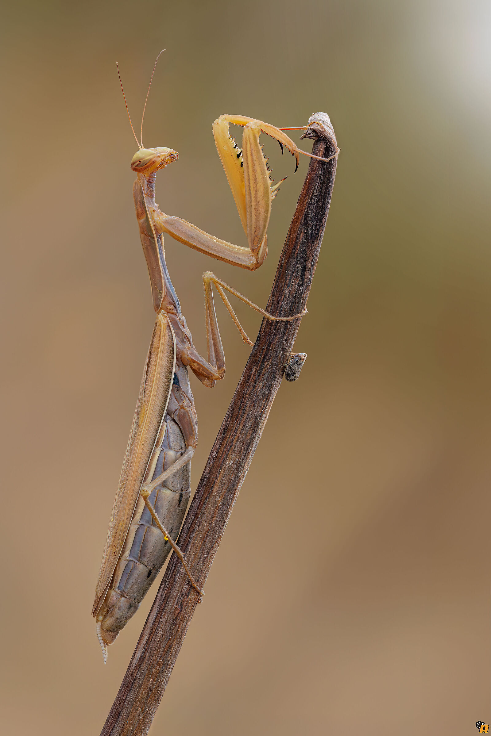 Strani amici