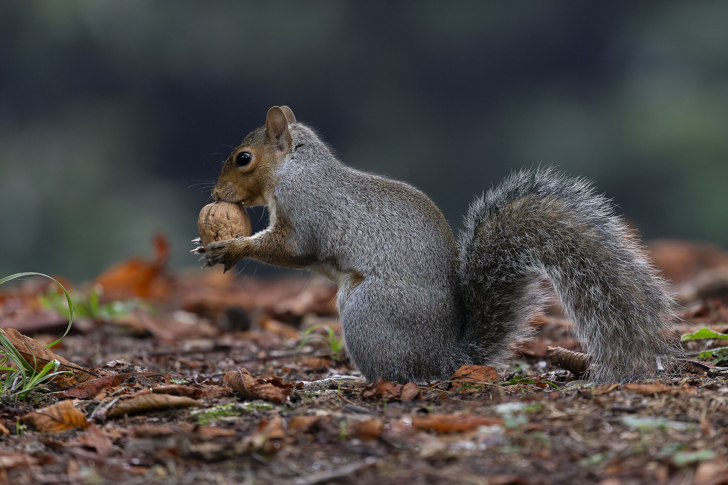 Grey squirrel