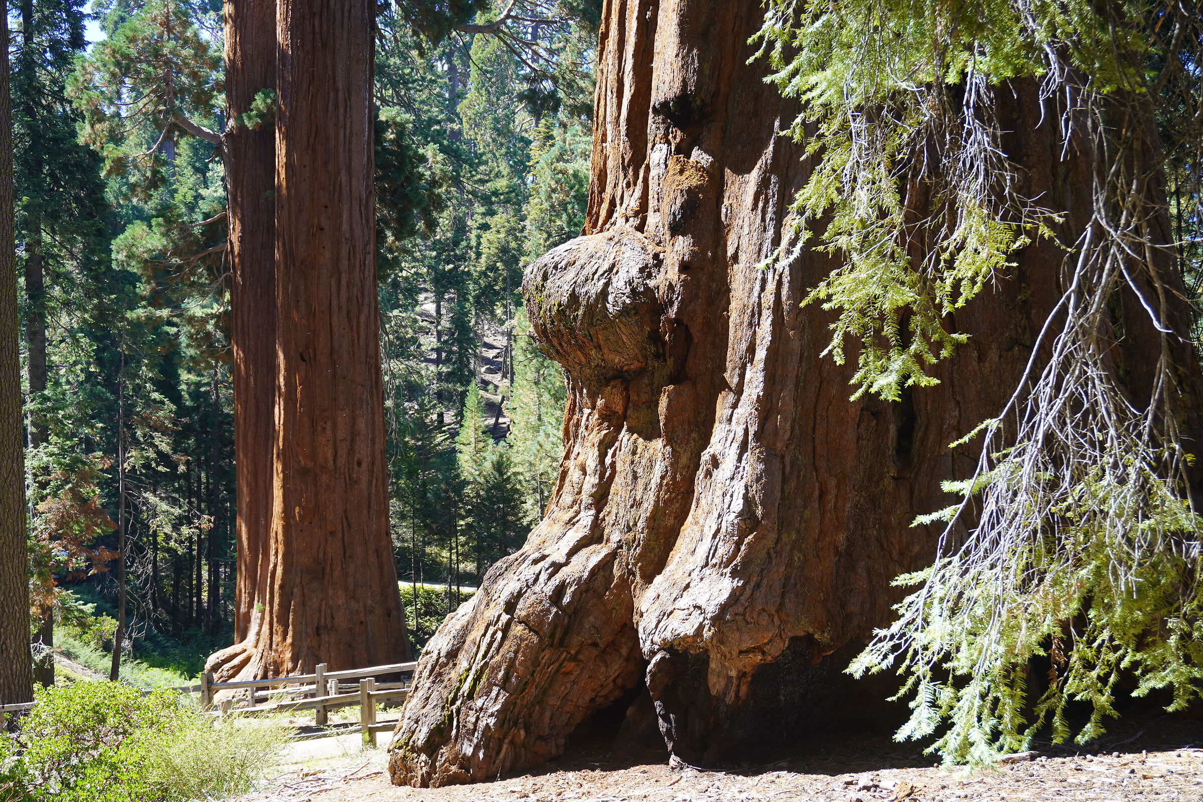 Big Tree..
