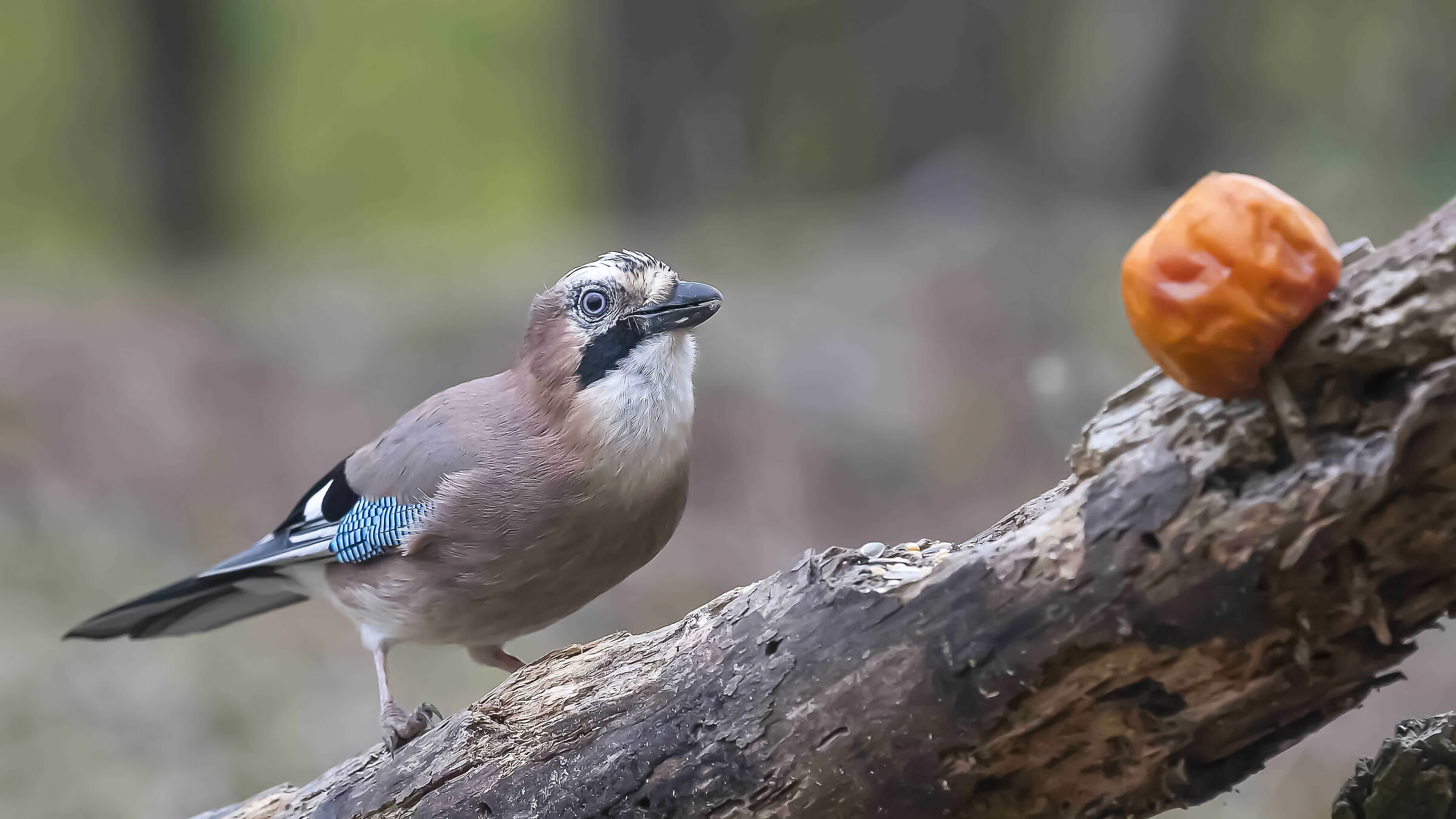 Jay and Persimmon !!