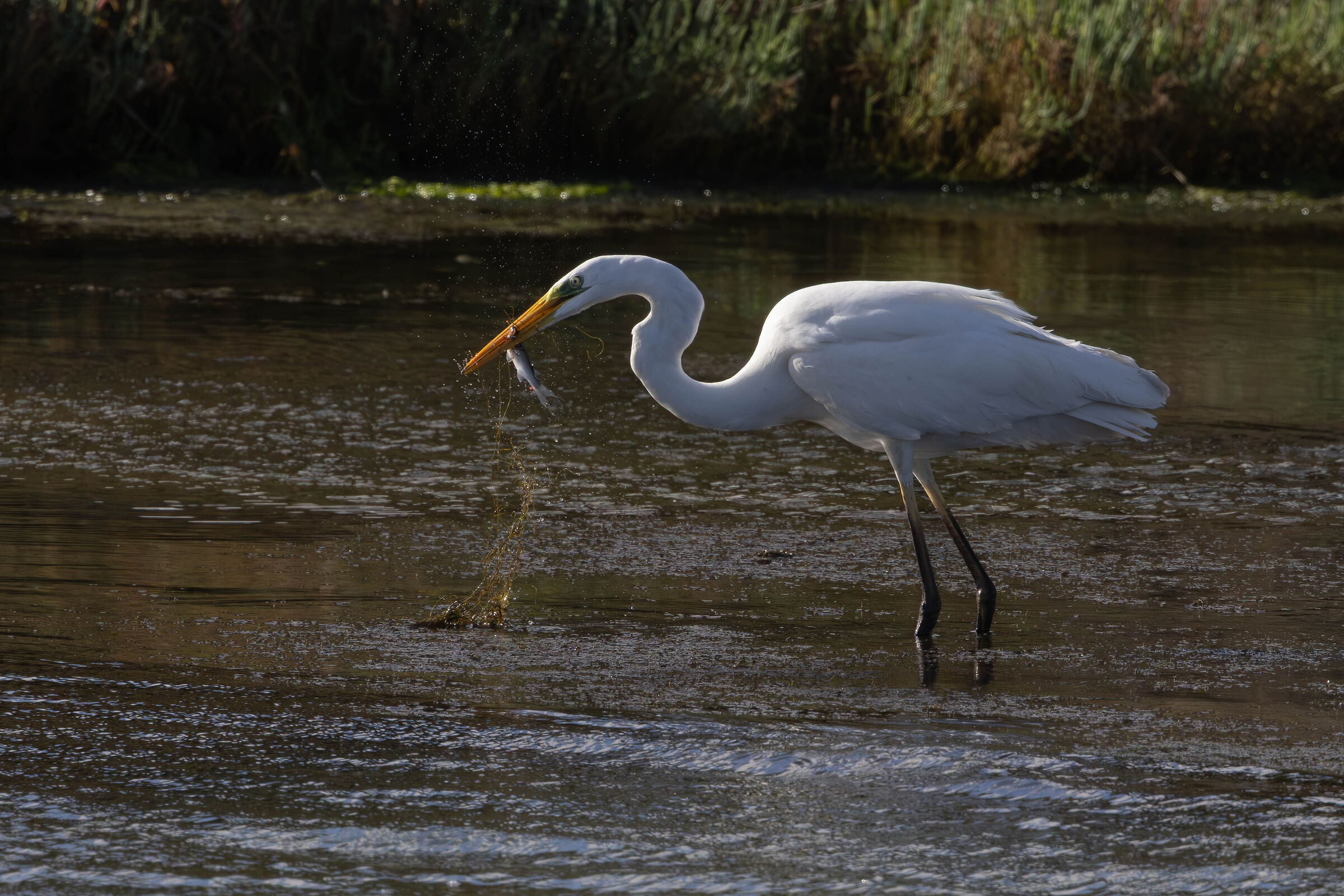 Airone Bianco Maggiore