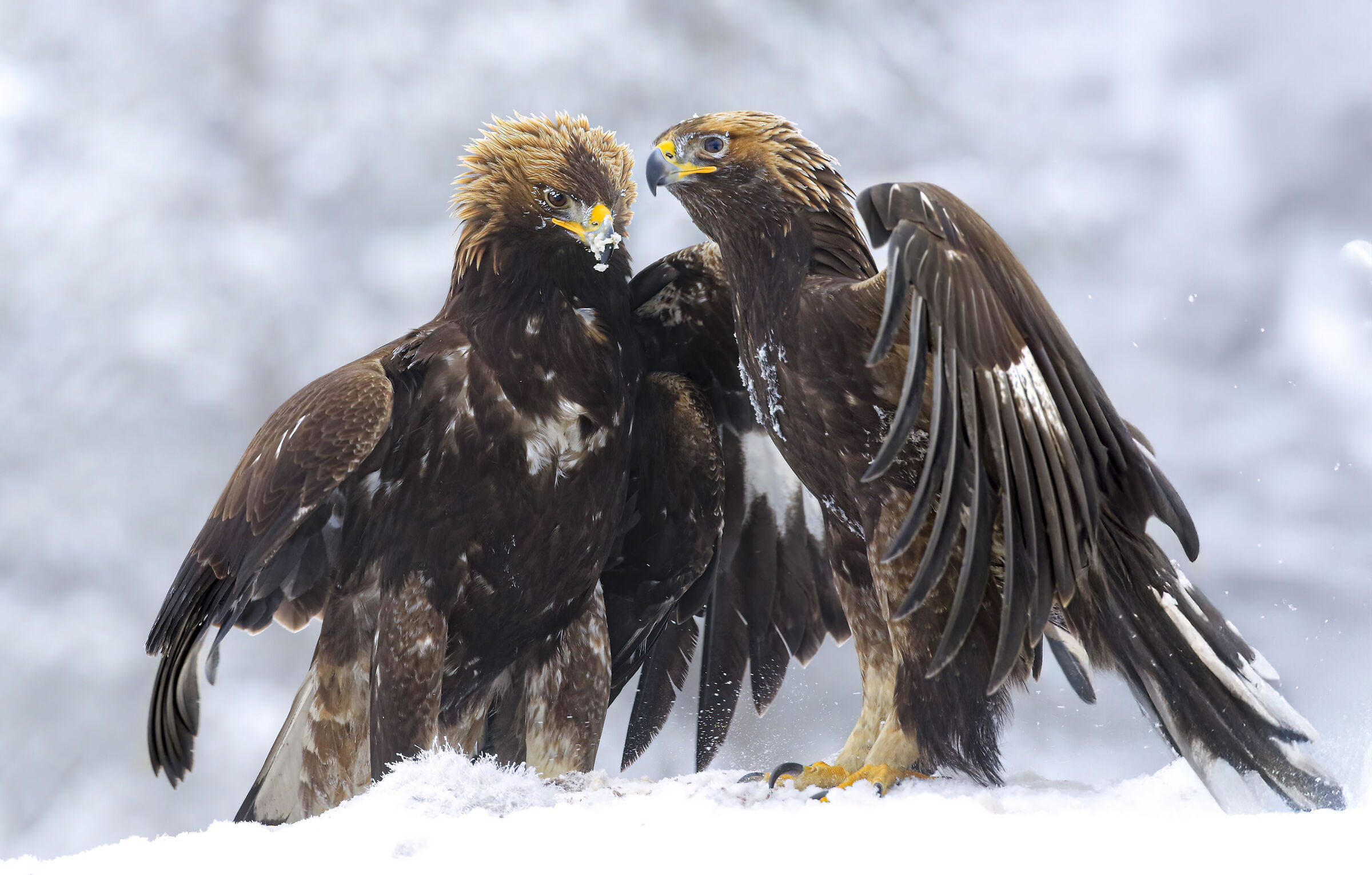 aquile nella neve