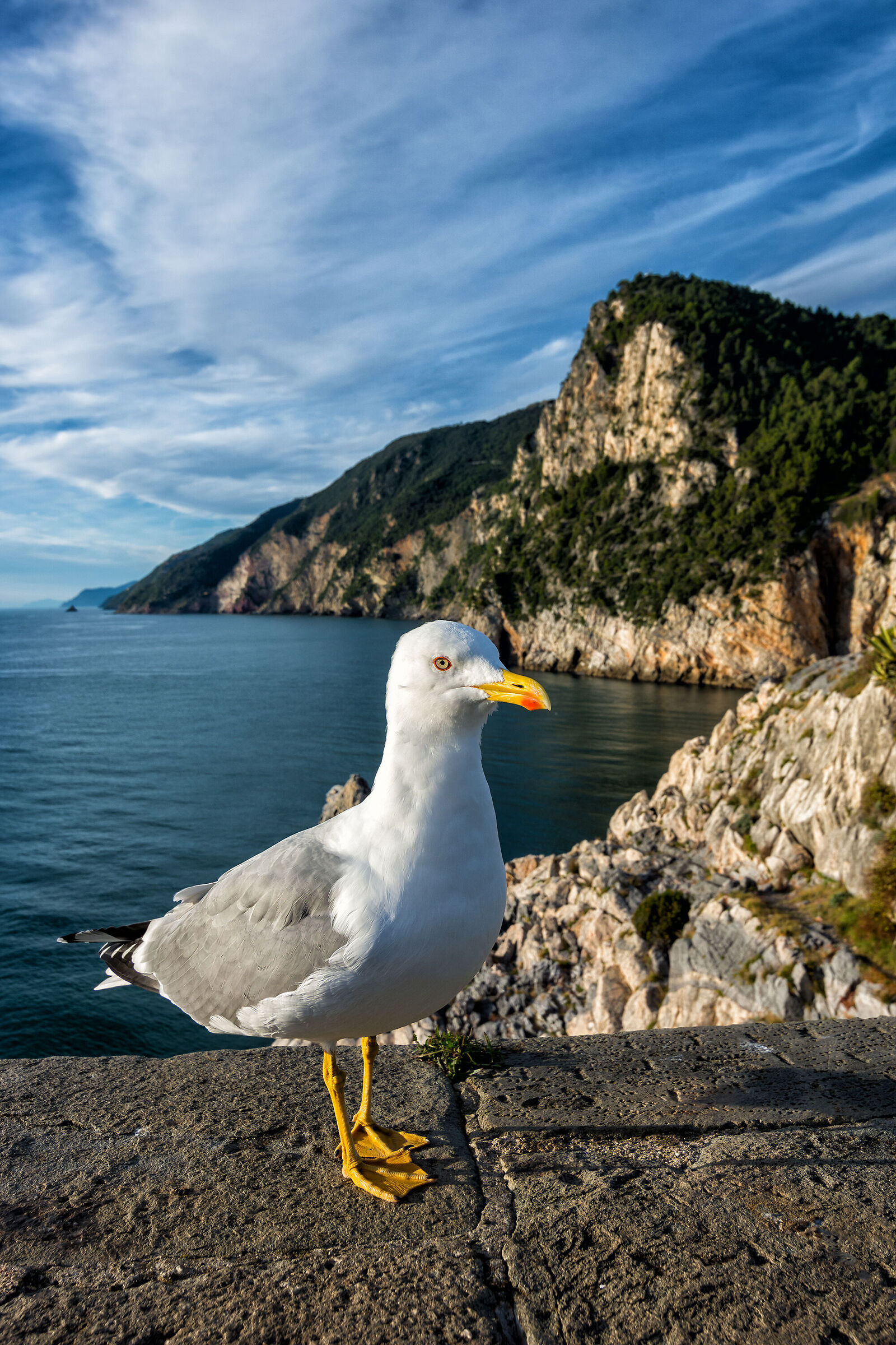 Il gabbiano di Portovenere