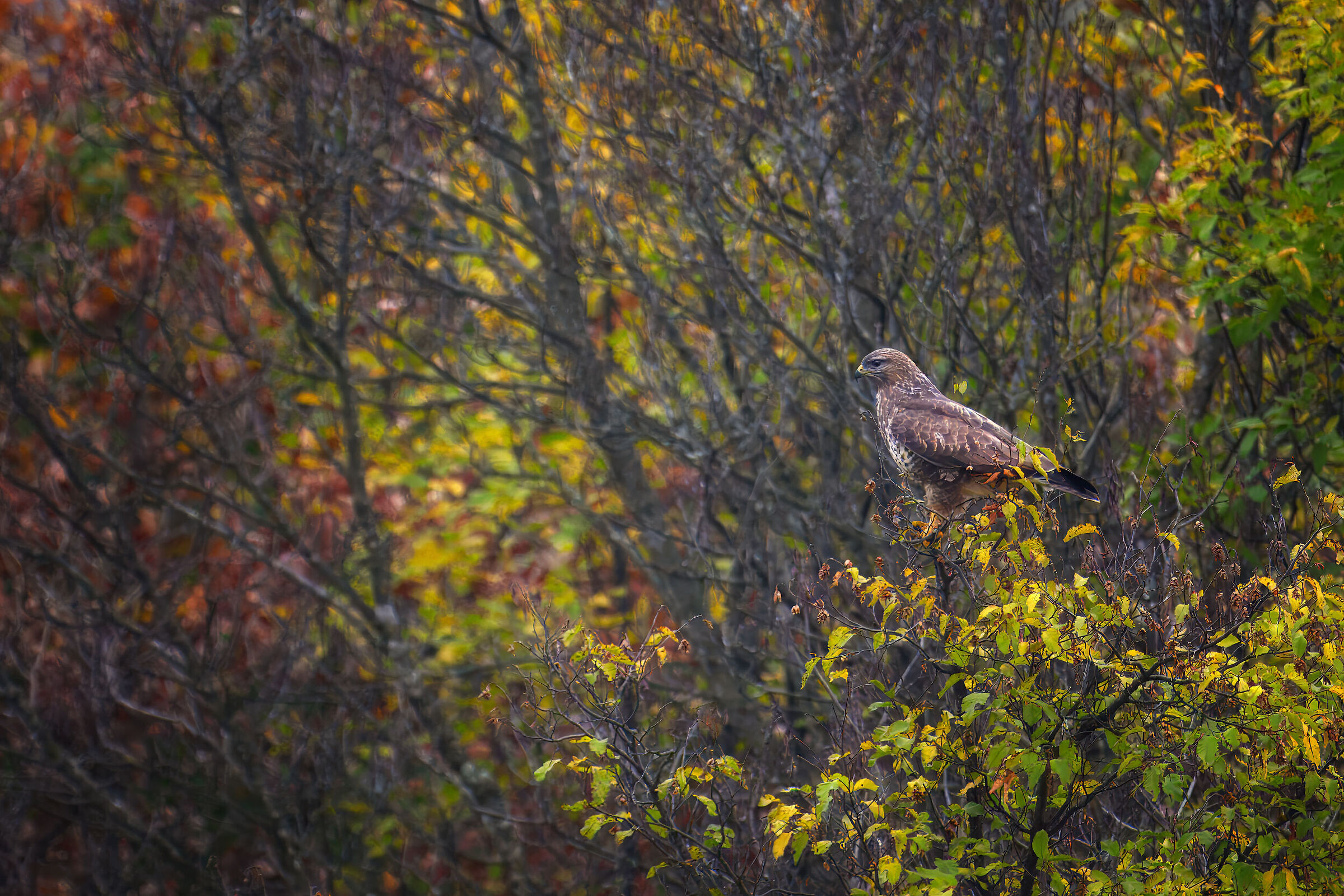 Poiana nel suo ambiente autunnale