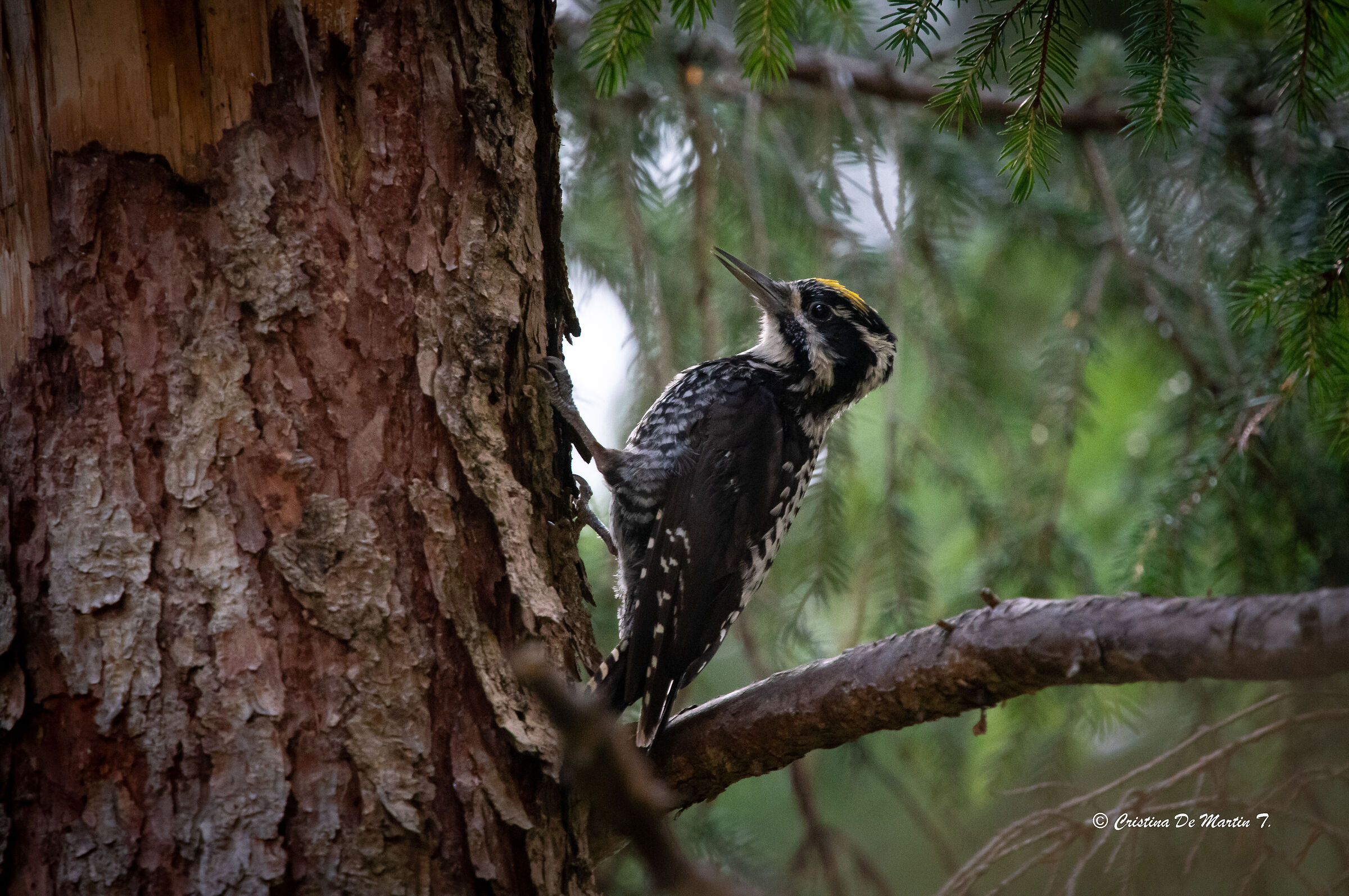 Three-toed woodpecker