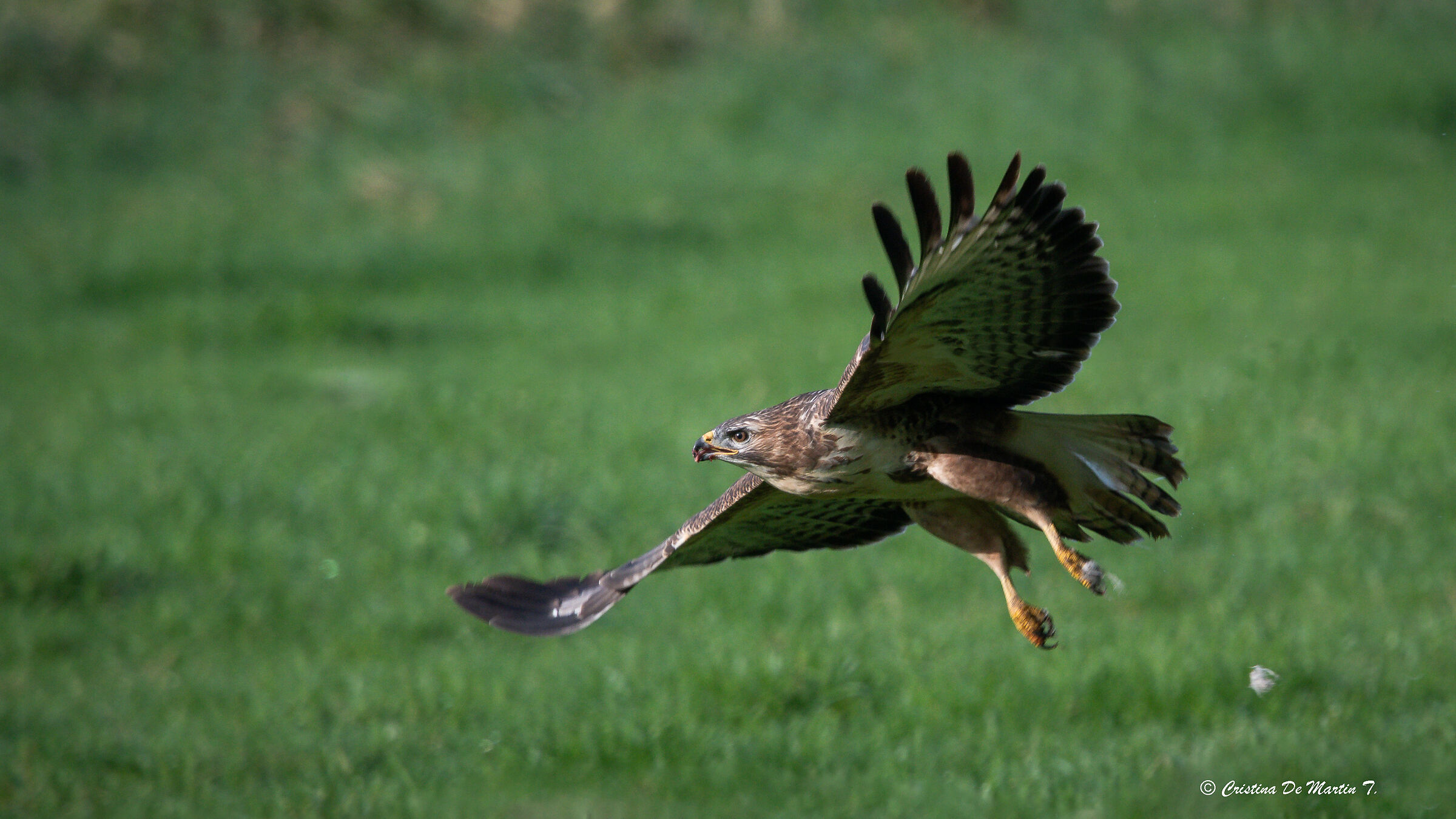 Bussard