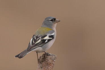Fringilla spodiogenys