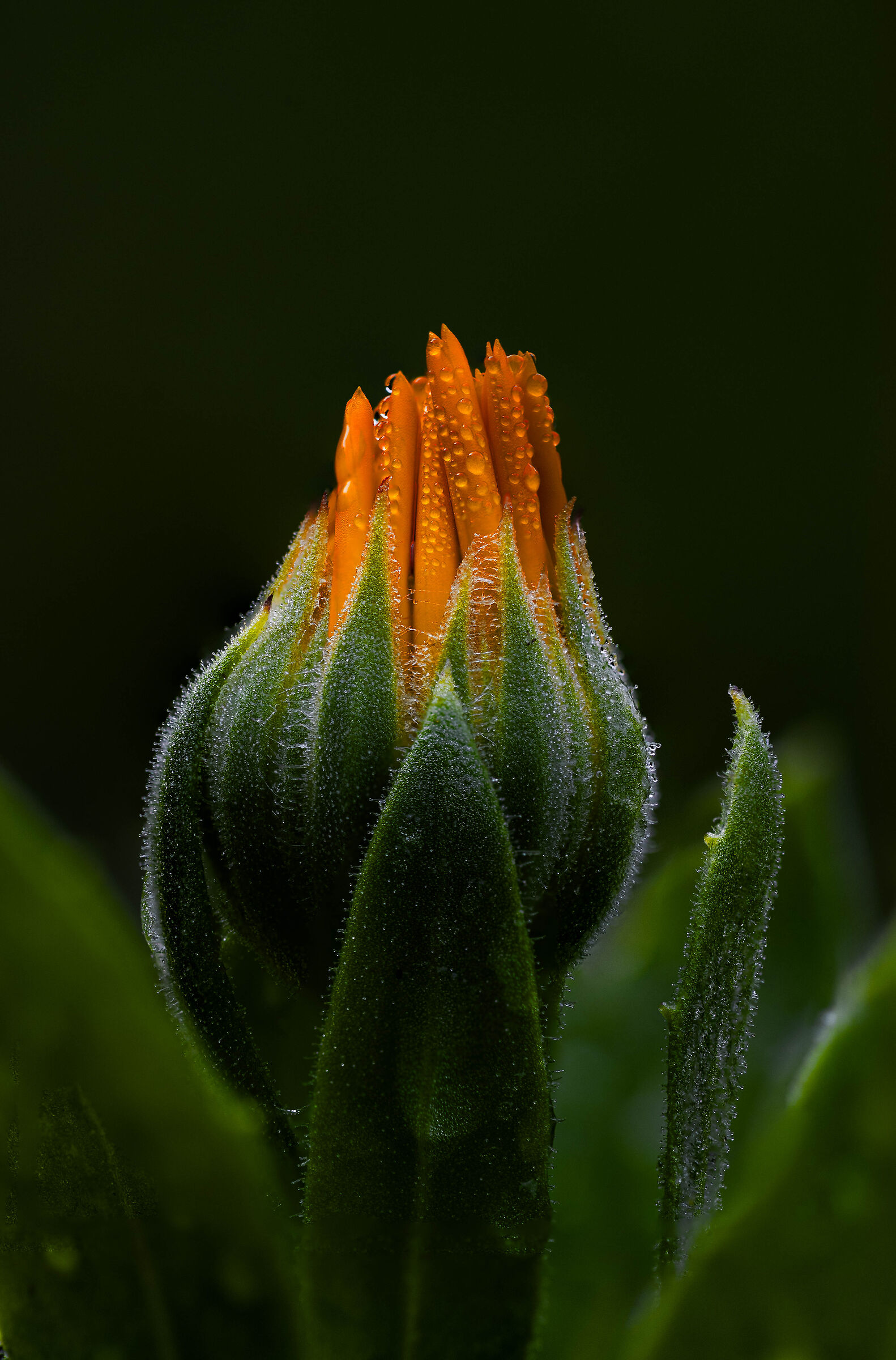 Calendula