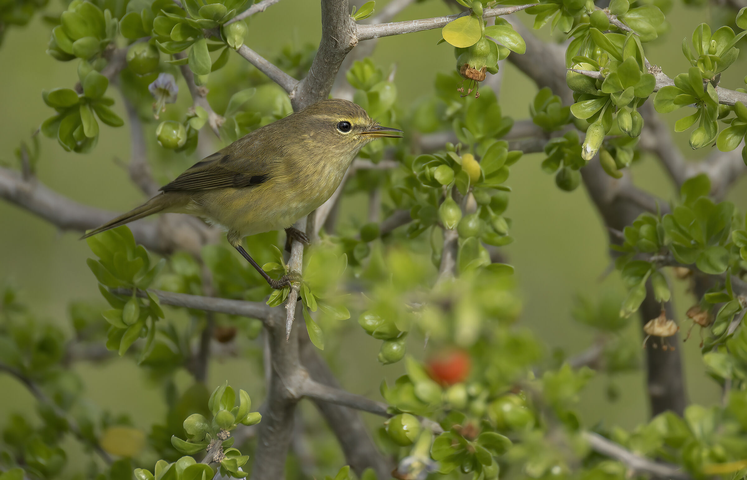 luì piccolo(phylloscopus collybita)
