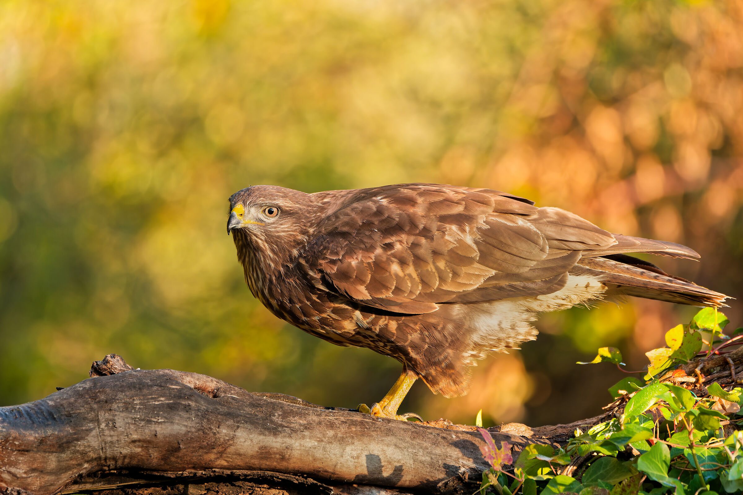 buzzard